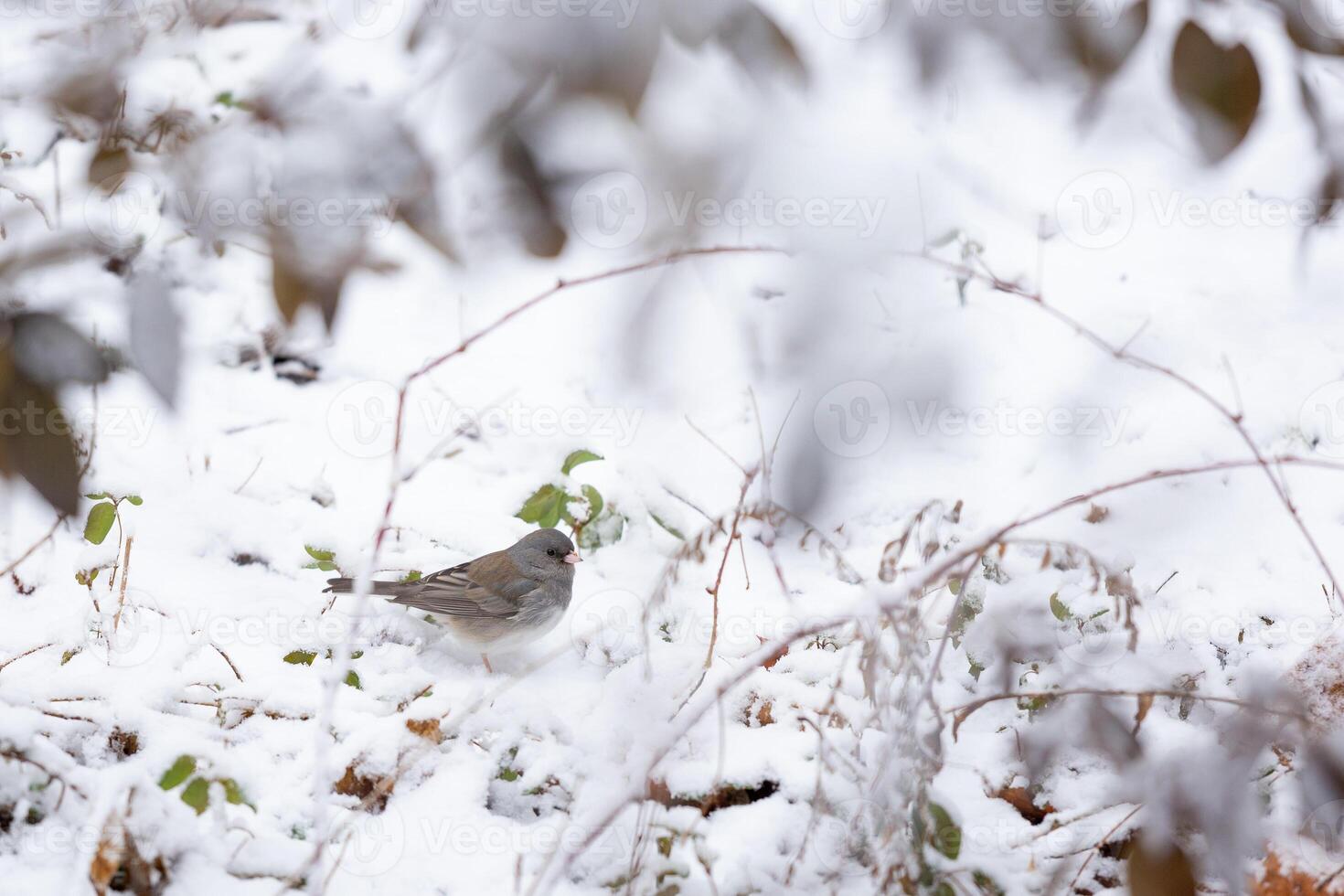 Junco bird in snow on ground photo