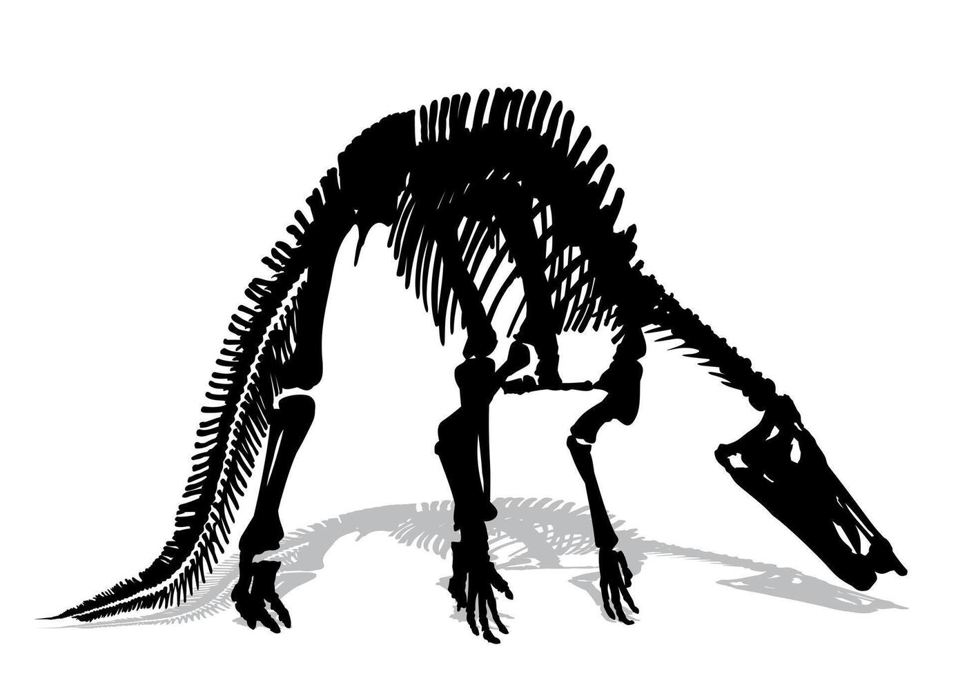 Skeleton of large carnivorous dinosaur. vector