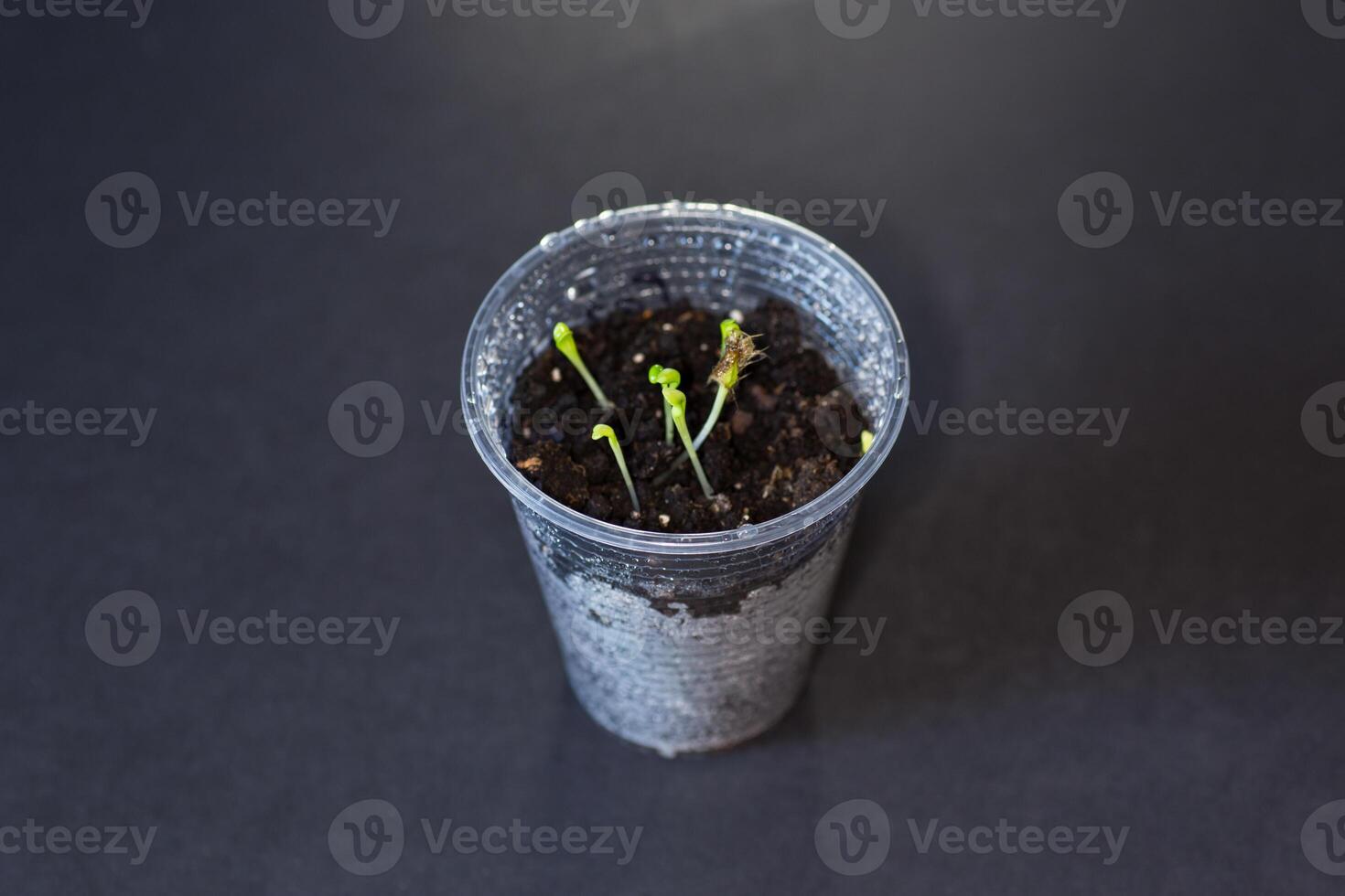 Spring seedlings. Growing plants in a container with wet soil photo