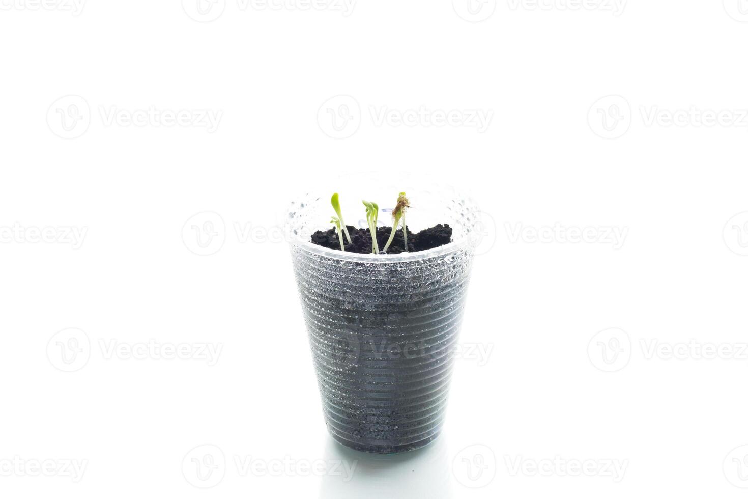 Young sprouts in a plastic cup with soil, isolated on white background photo