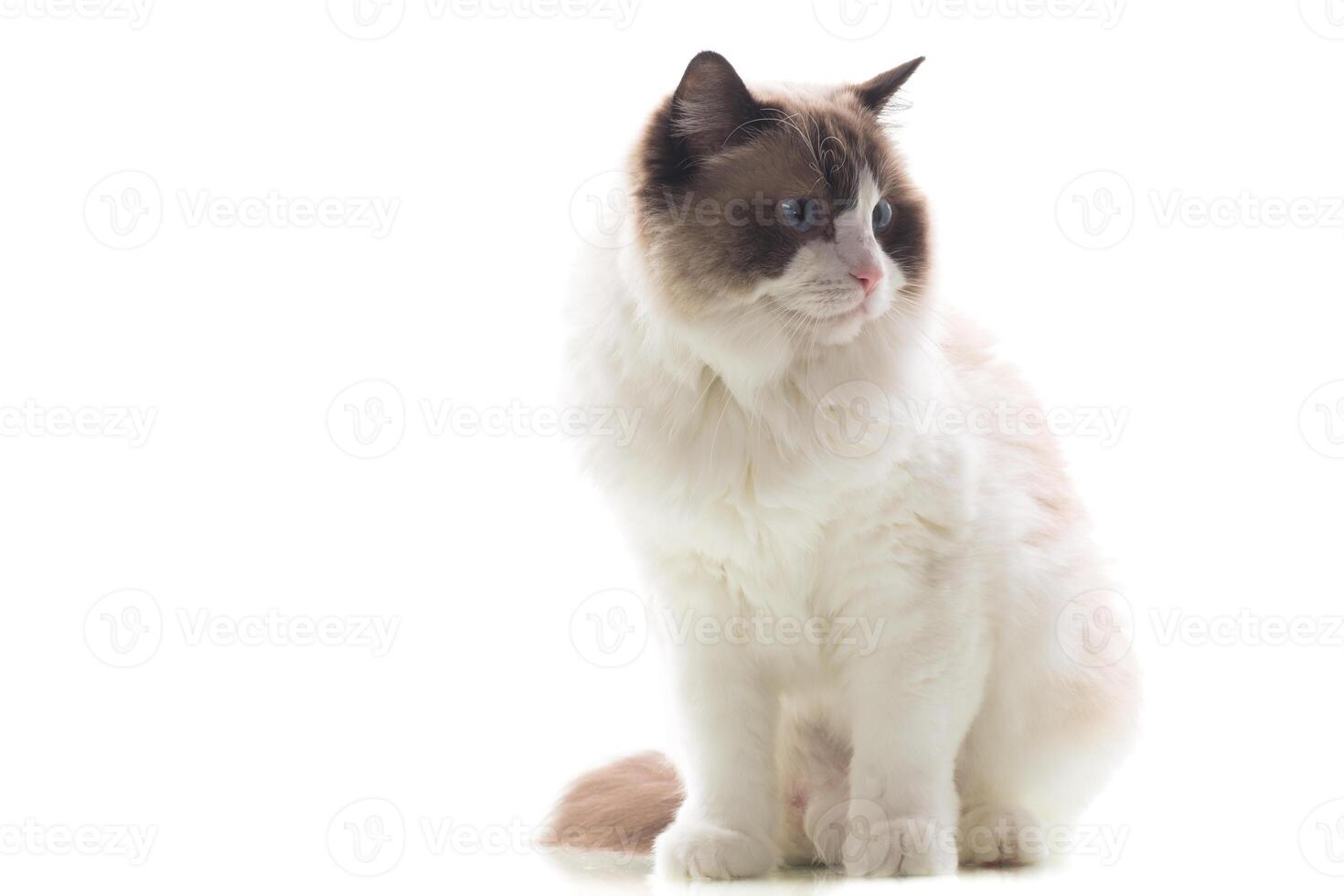 light colored domestic cat of the Ragdoll breed photo
