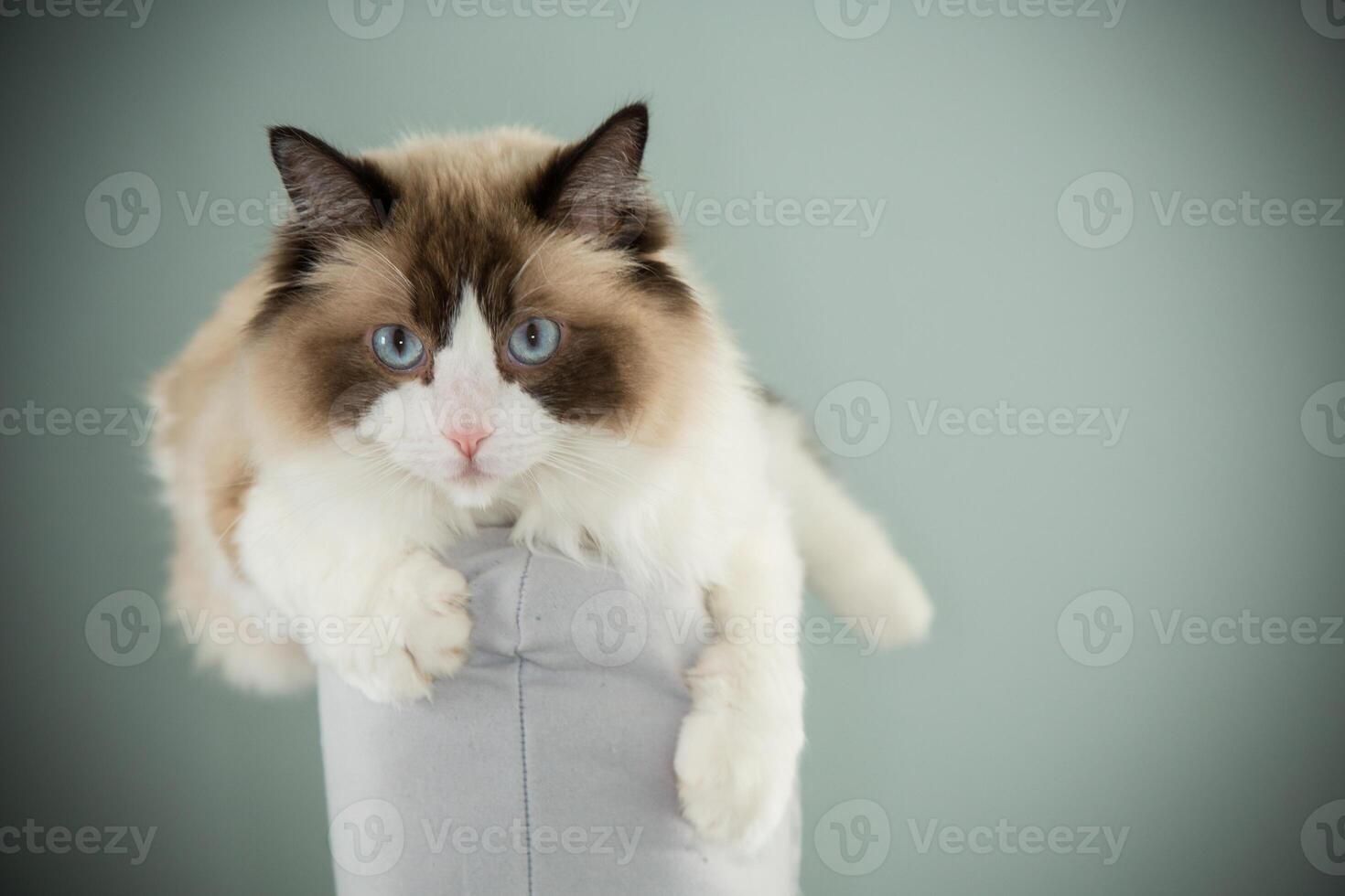 cat sits comfortably on the back of a chair, Ragdoll breed photo