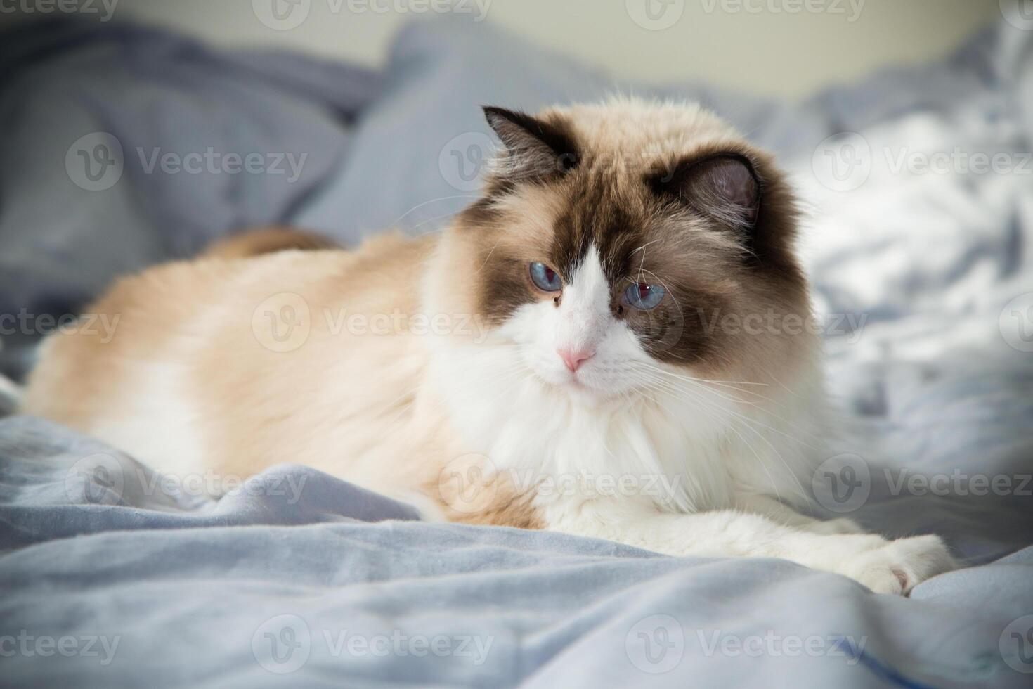 Pets. Portrait of a cute domestic cat, Ragdoll breed photo
