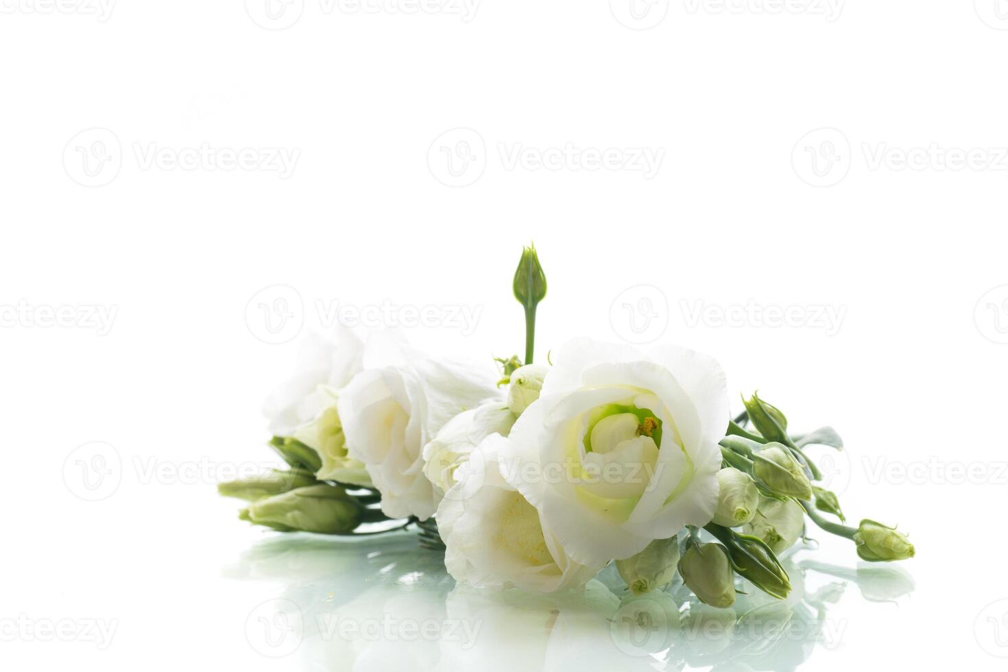Spring harmony of white petals and greenery photo