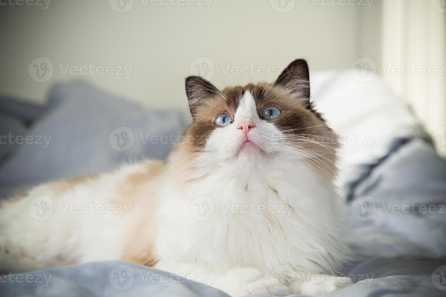 The cat looks up. Portrait of a cute domestic cat, Ragdoll breed photo