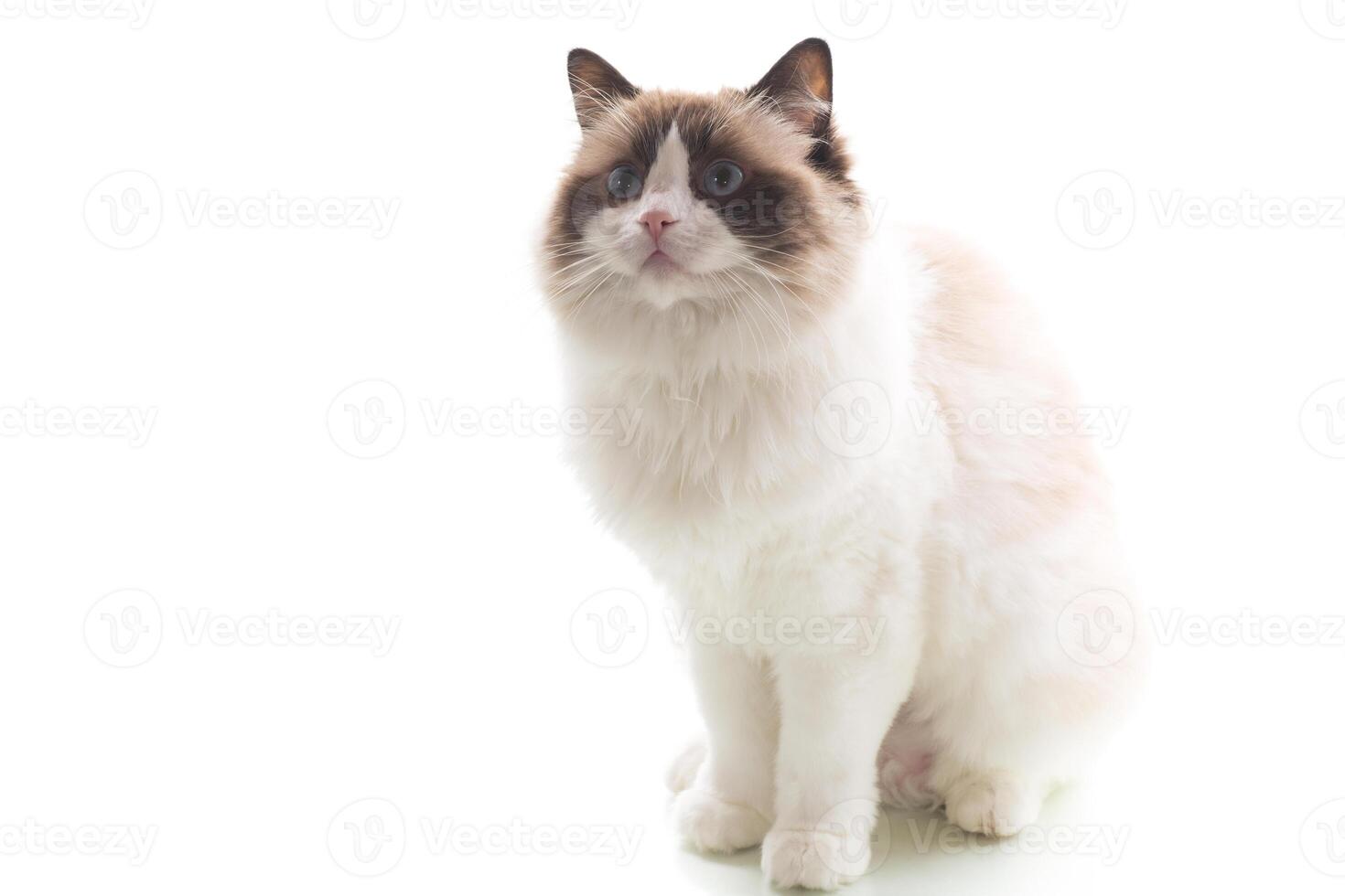 light colored domestic cat of the Ragdoll breed, isolated on white background photo