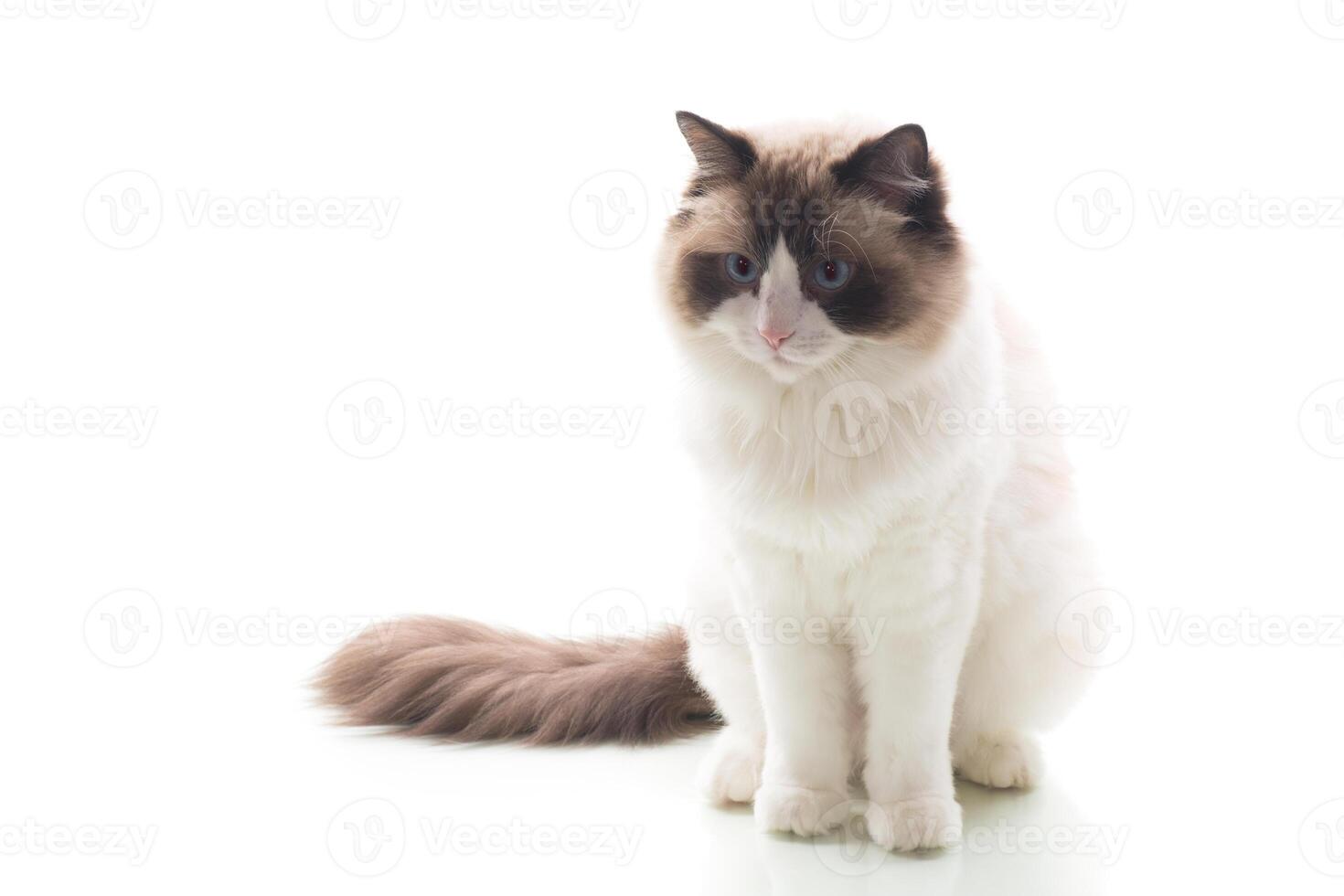 Young healthy domestic cat of the Ragdoll breed , isolated on white background photo