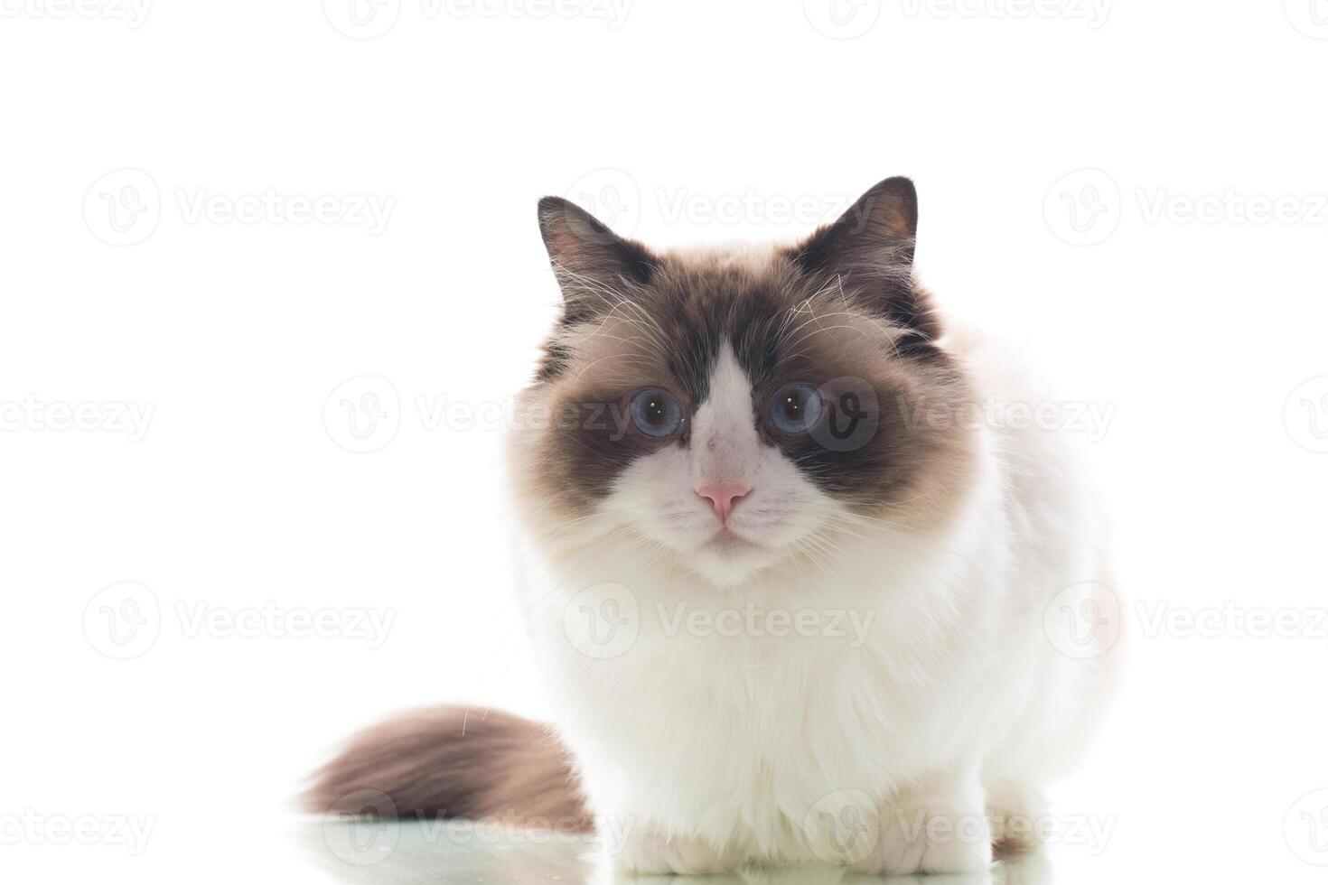 Cute Ragdoll domestic cat, isolated on white background photo