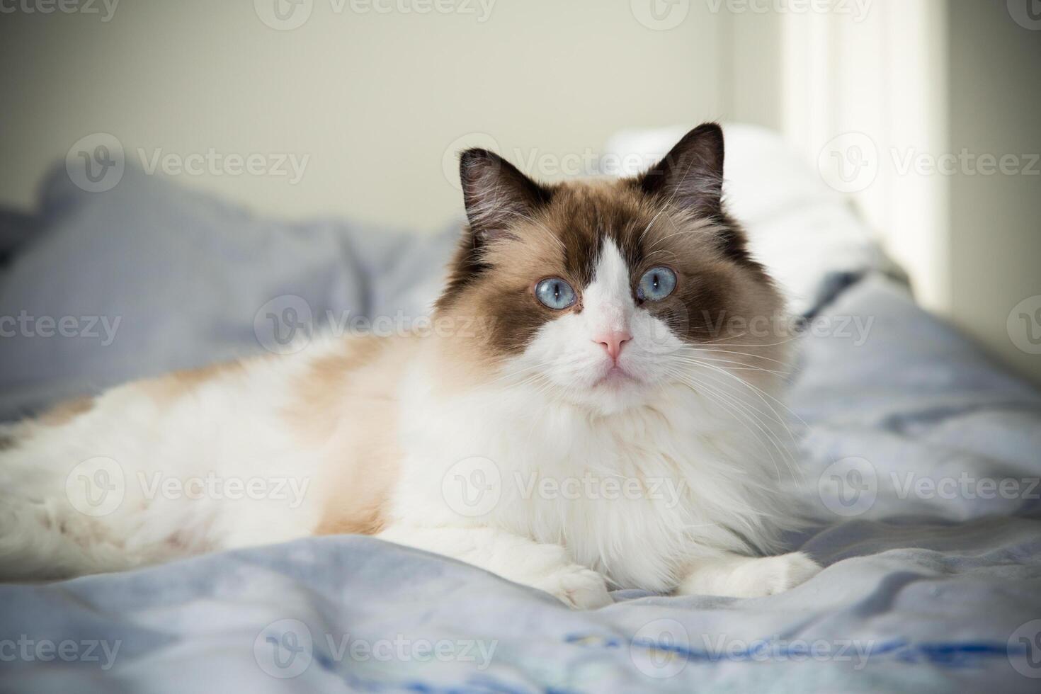 Cat in bed at home. Portrait of a cute domestic cat, Ragdoll breed photo