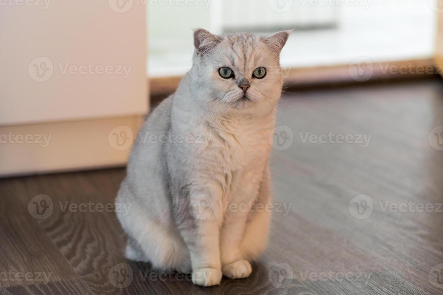 Beautiful Scottish Fold cat with grey fur, in a home environment photo