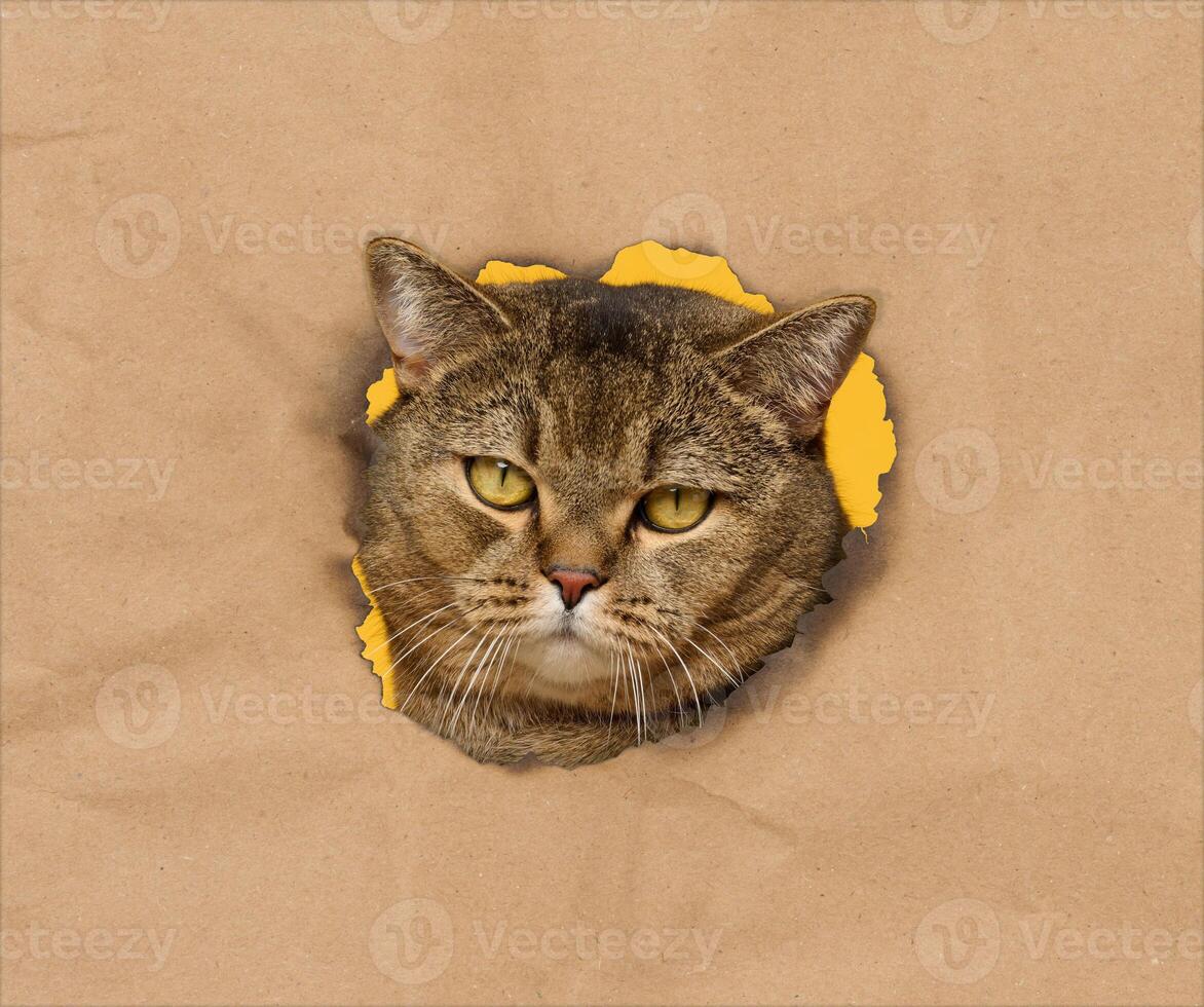 Gray cat with yellow eyes curiously peeking through a torn hole in brown paper with a yellow background photo