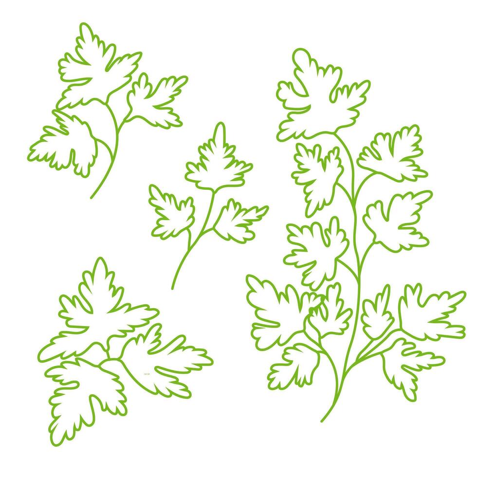 set of parsley branches and leaves in doodle style. Vegetarianism. Fresh greenery image. vector