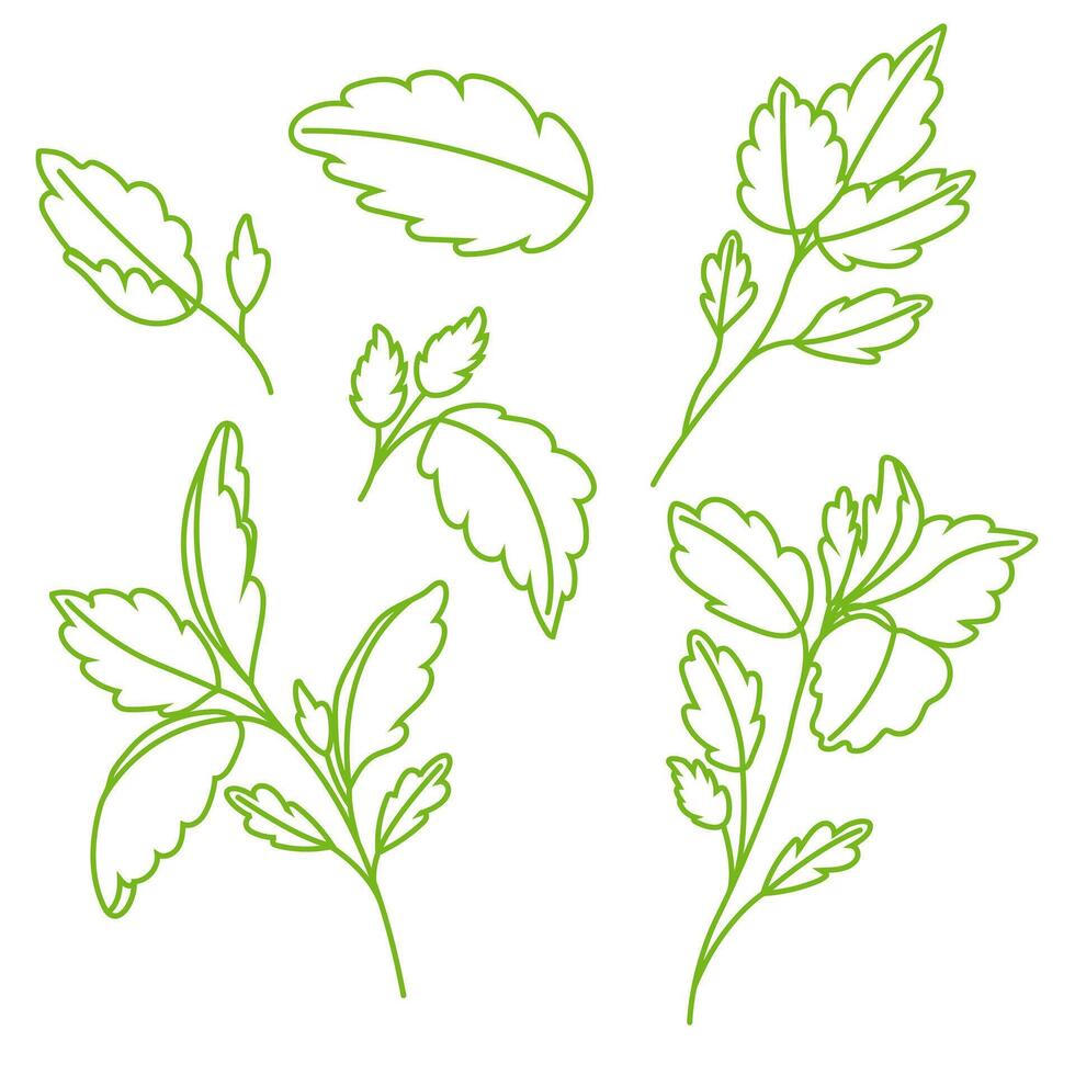 set of basil branches and leaves in doodle style. Vegetarianism. Fresh greenery image. vector