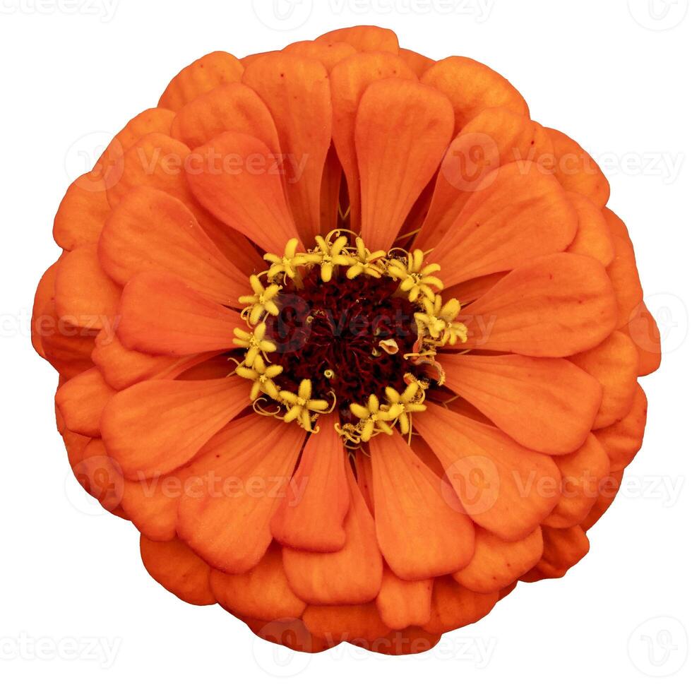 Top view of isolated orange zinnia flower cut out over white background for summer season and graphic design concept photo