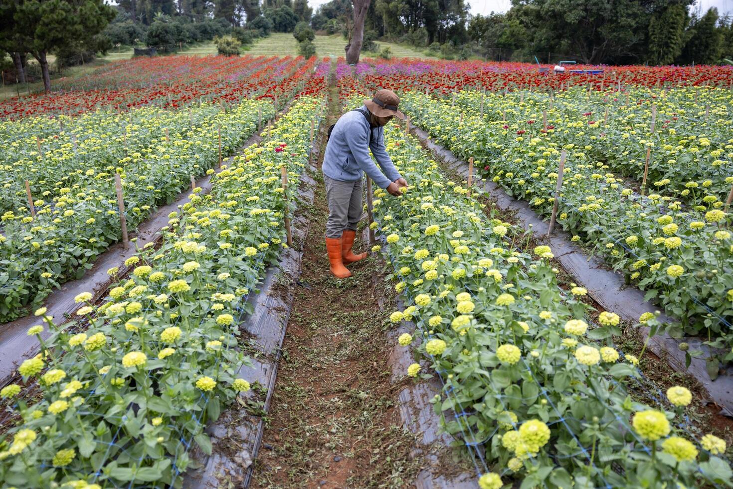 The asian farmer and florist is working in the farm while cutting zinnia flowers using secateurs for cut flower business in his farm for agriculture industry concept photo