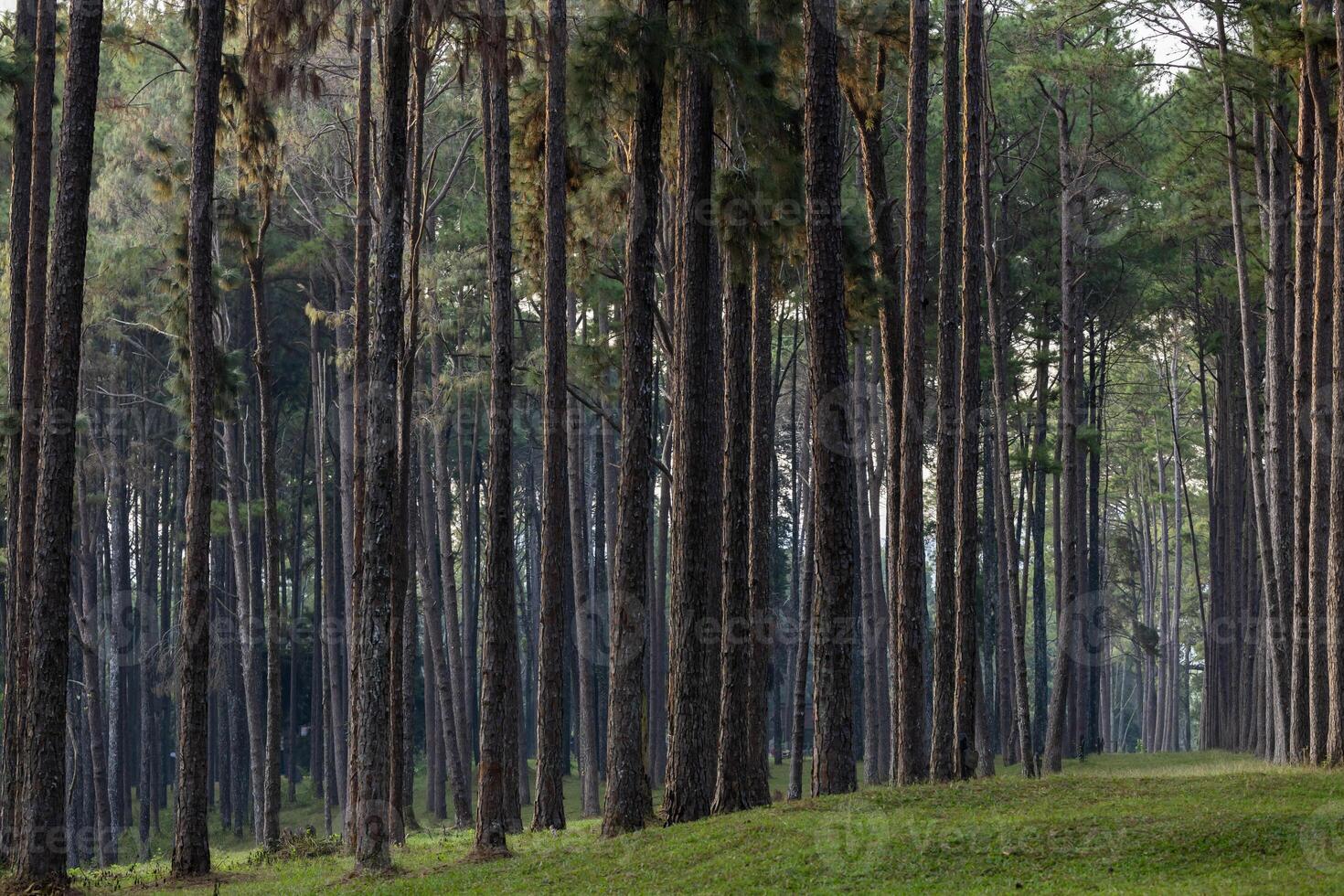 Landscape of column of pine tree in forest woodland area for outdoor discovery and natural public park in the morning atmosphere photo