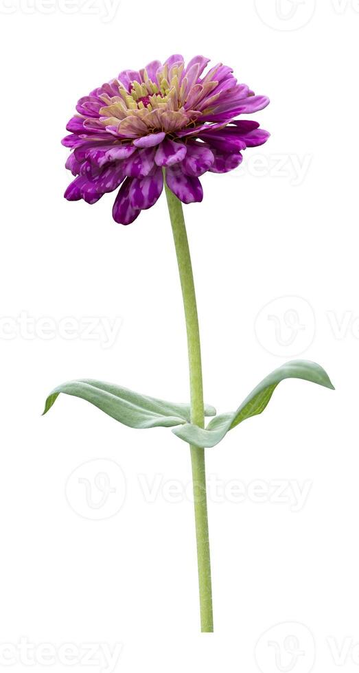 The isolated purple variegated zinnia flower with stem cut out on white background for summer season and graphic design photo