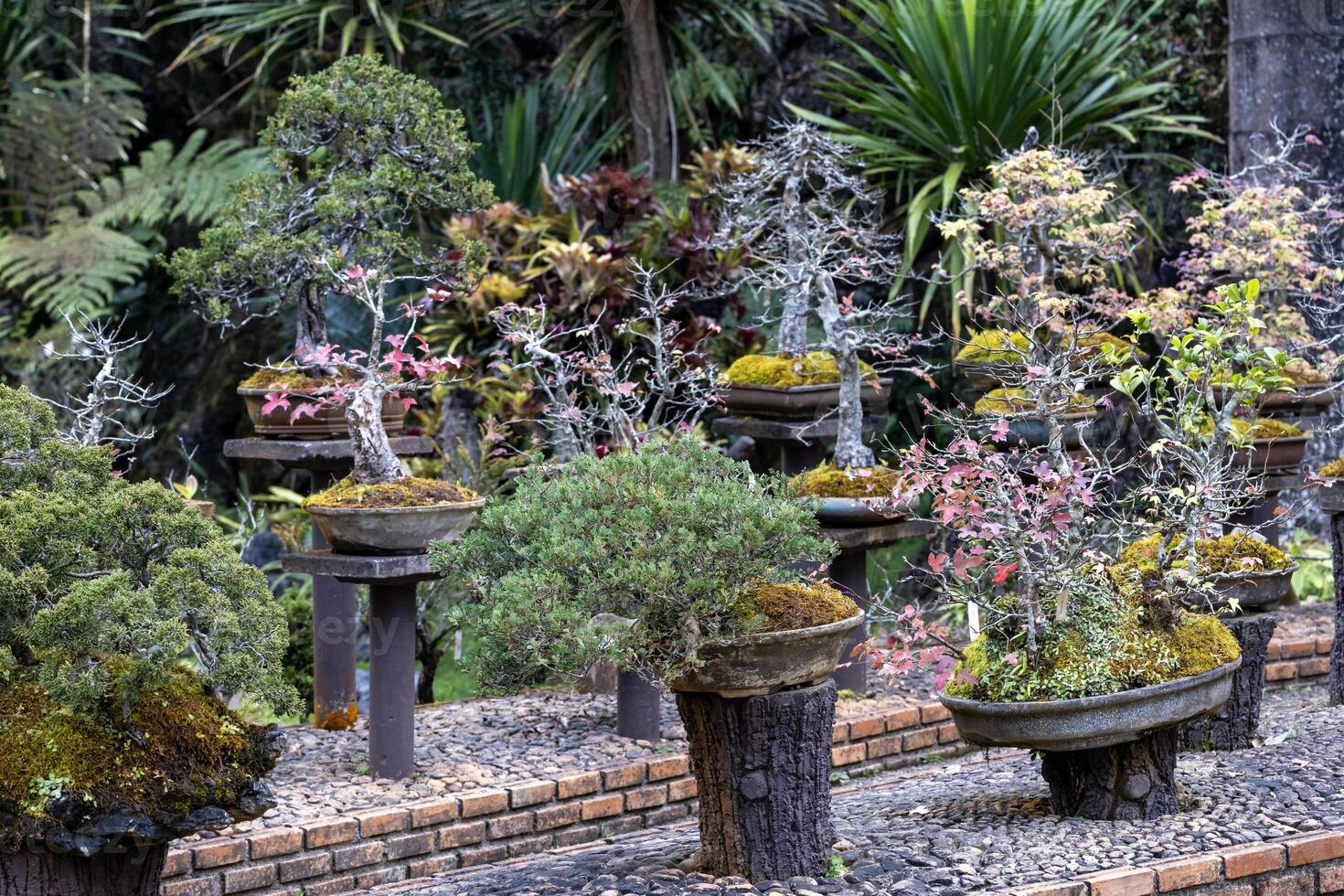 Collection of bonsai tree in the miniature japanese zen garden for retirement hobby and living legacy art decoration photo