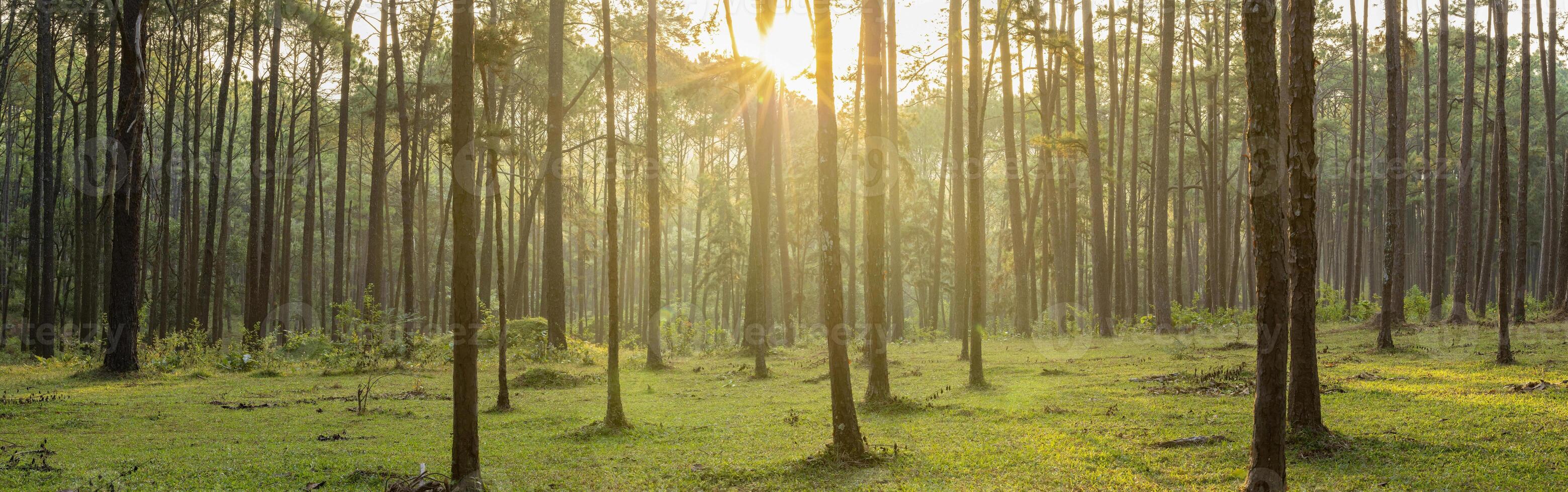 Panorama landscape sunlight ray shines through the gap of column of pine tree in forest woodland area for outdoor discovery and natural public park in the morning atmosphere photo