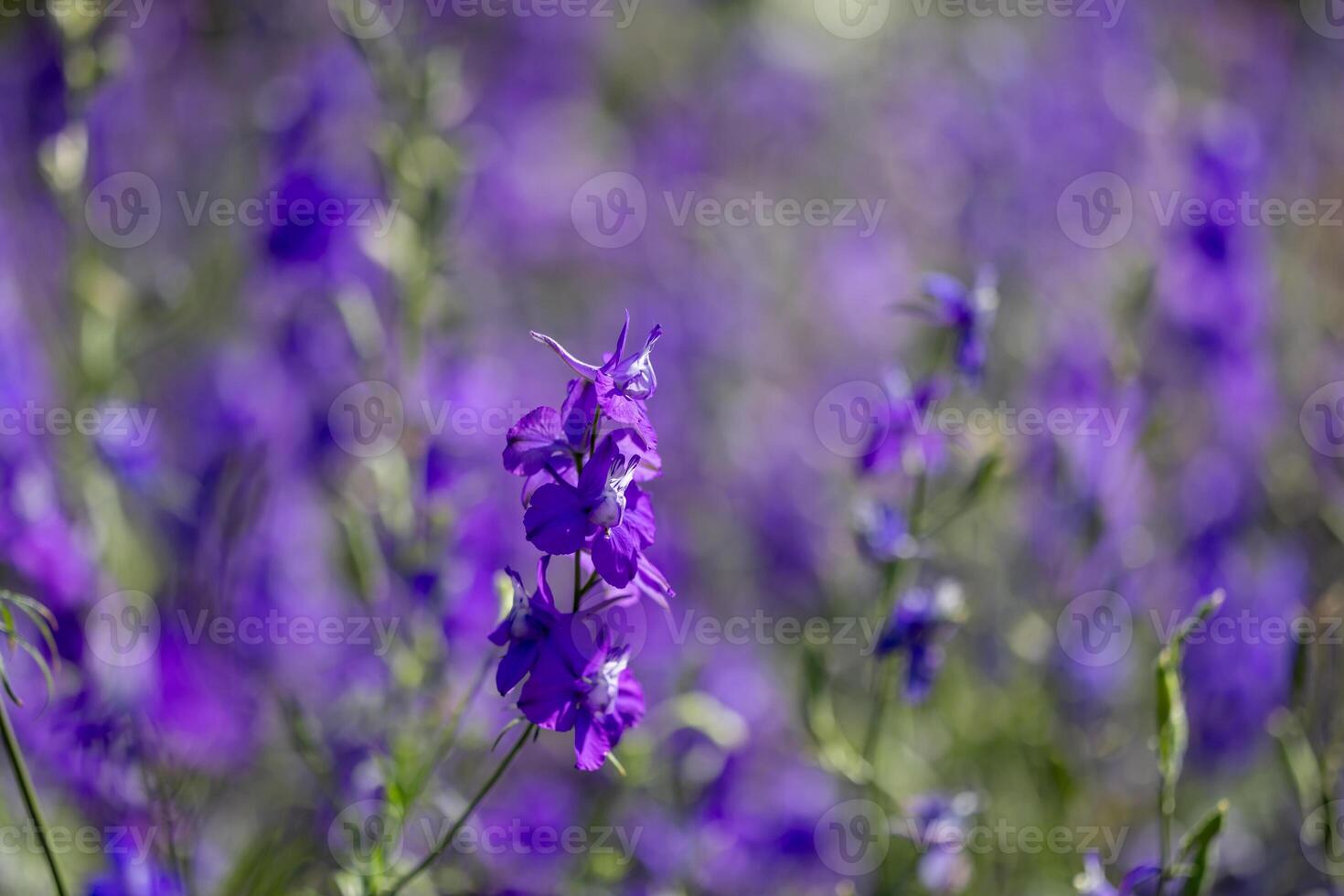 Larkspur flowers meadow in full bloom on the background for spring and summer English country cottage garden for perennial and annual plants photo
