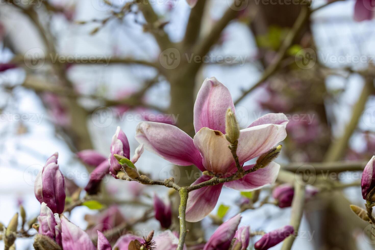 Pink magnolia flowers in full bloom on the background for summer English country cottage garden for blossoming spring season trees photo