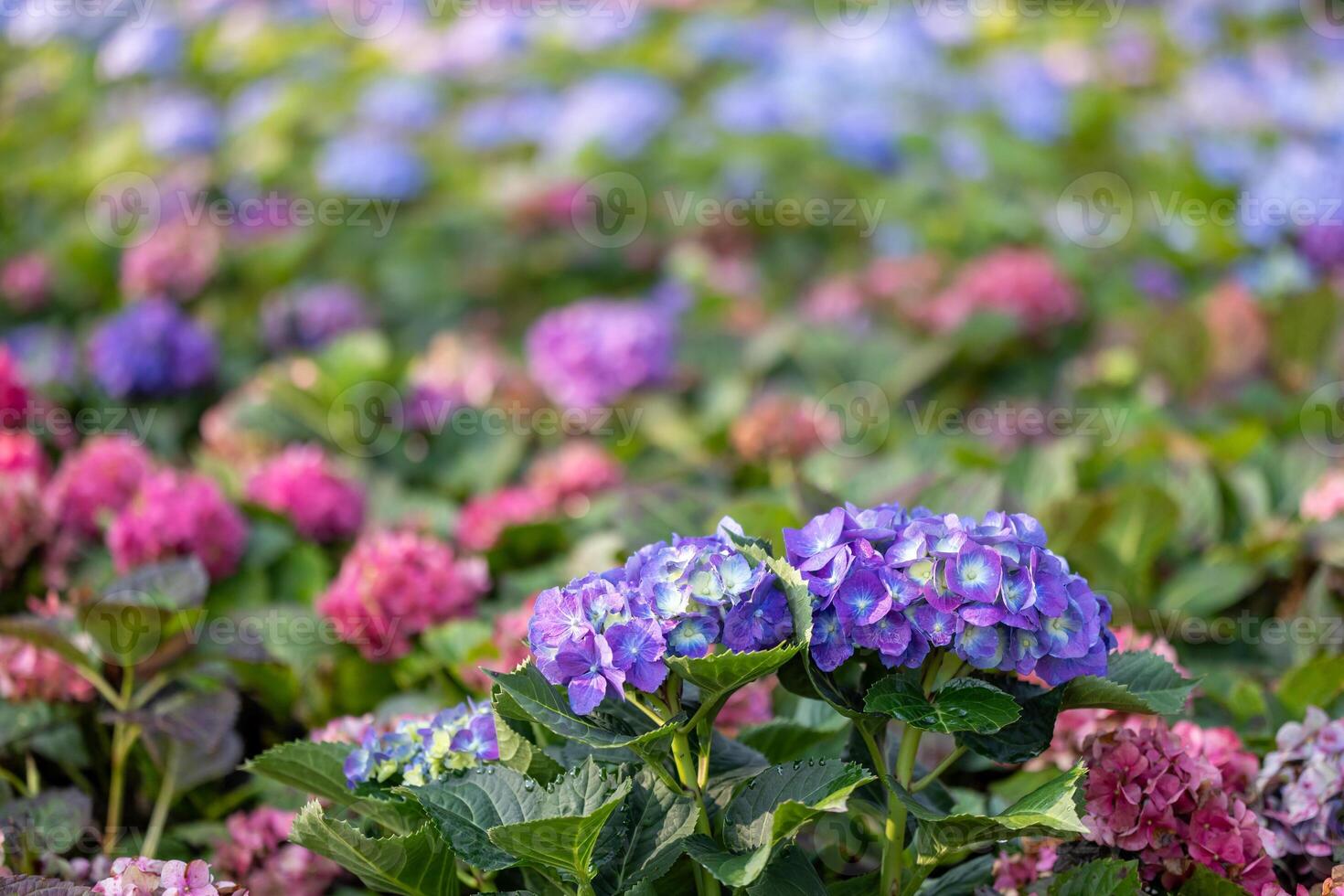 Hydrangea flower in full bloom on the background for spring and summer English country cottage garden for perennial and annual plants photo