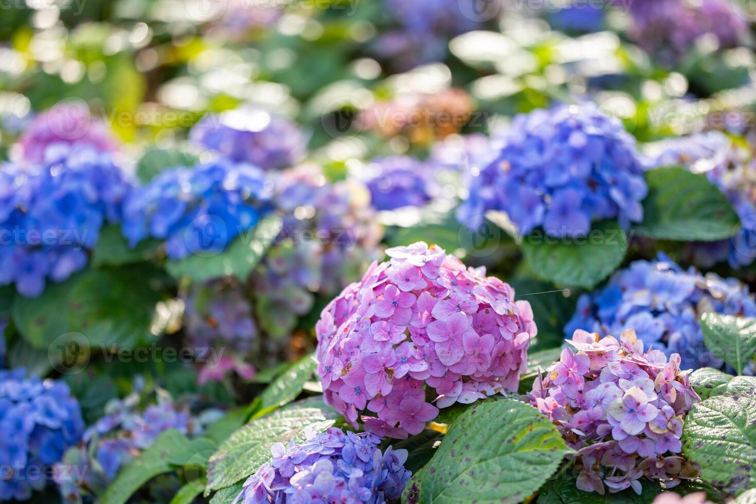 Hydrangea flowers head in full bloom on the background for spring and summer English country cottage garden for perennial and annual plants photo