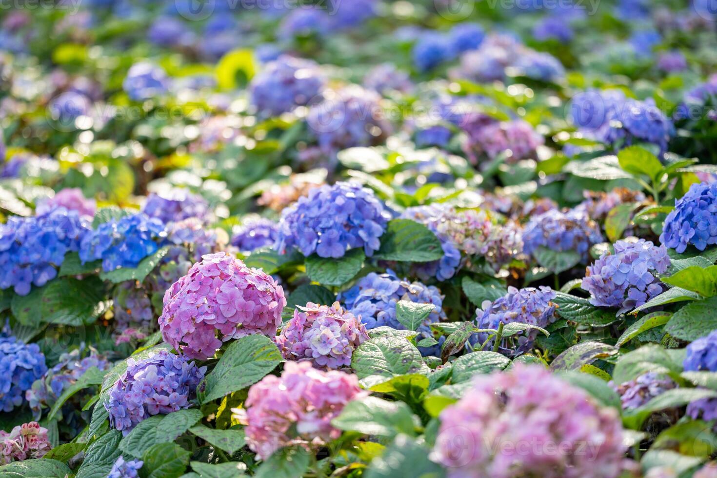Hydrangea flower head in full bloom on the background for spring and summer English country cottage garden for perennial and annual plants photo