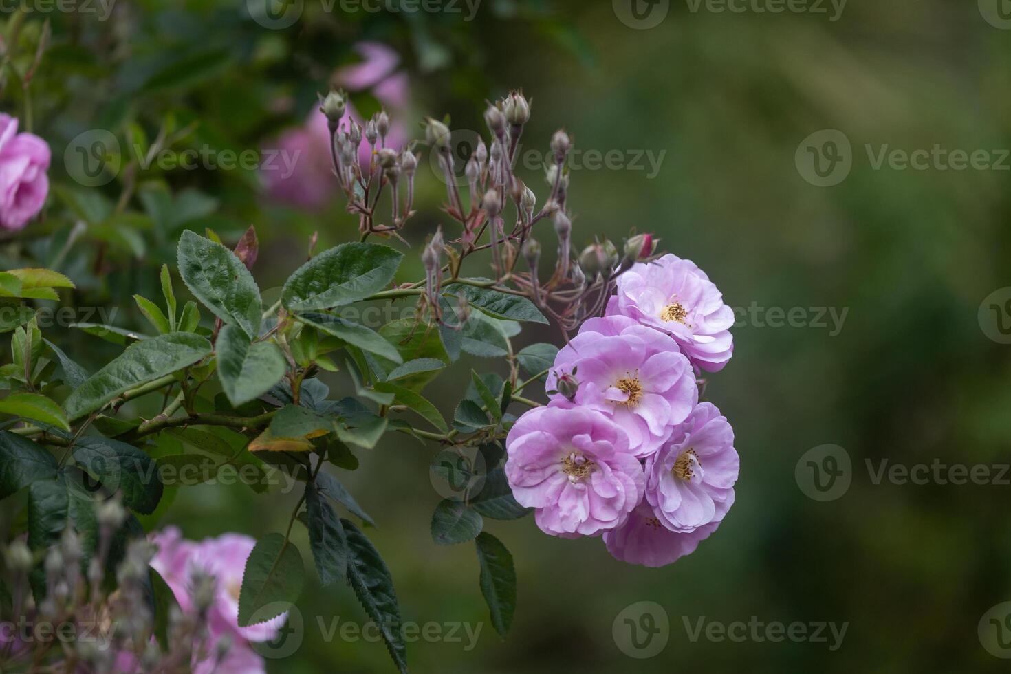 Wild pink climbing rose in full bloom on the background for spring and summer English country cottage garden for perennial and annual plants photo