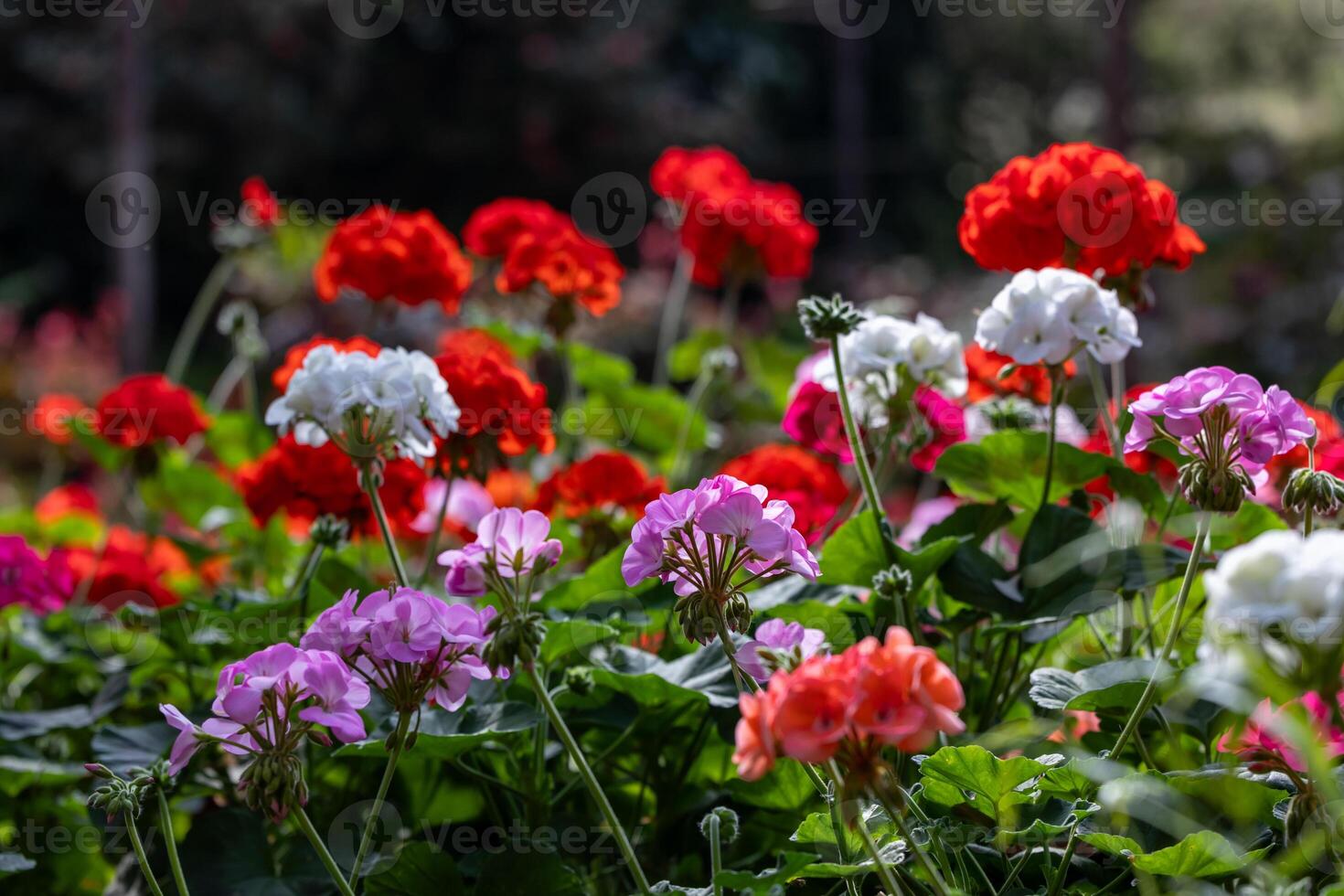 Pelargonium of geranium in full bloom on the background for spring and summer English country cottage garden for perennial and annual plants photo