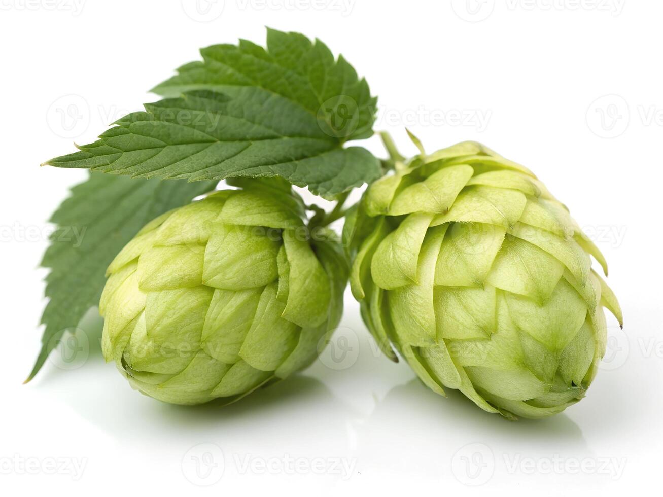 Two hop fruit isolated on white background photo