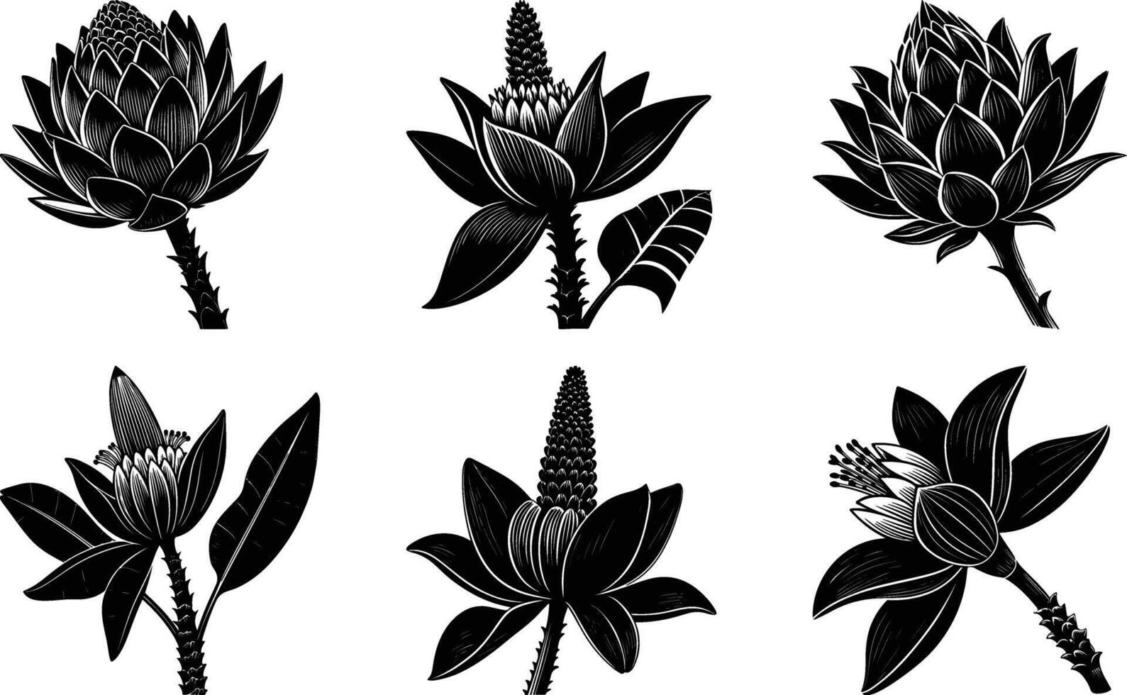 Banana Blossom Silhouette Outline vector