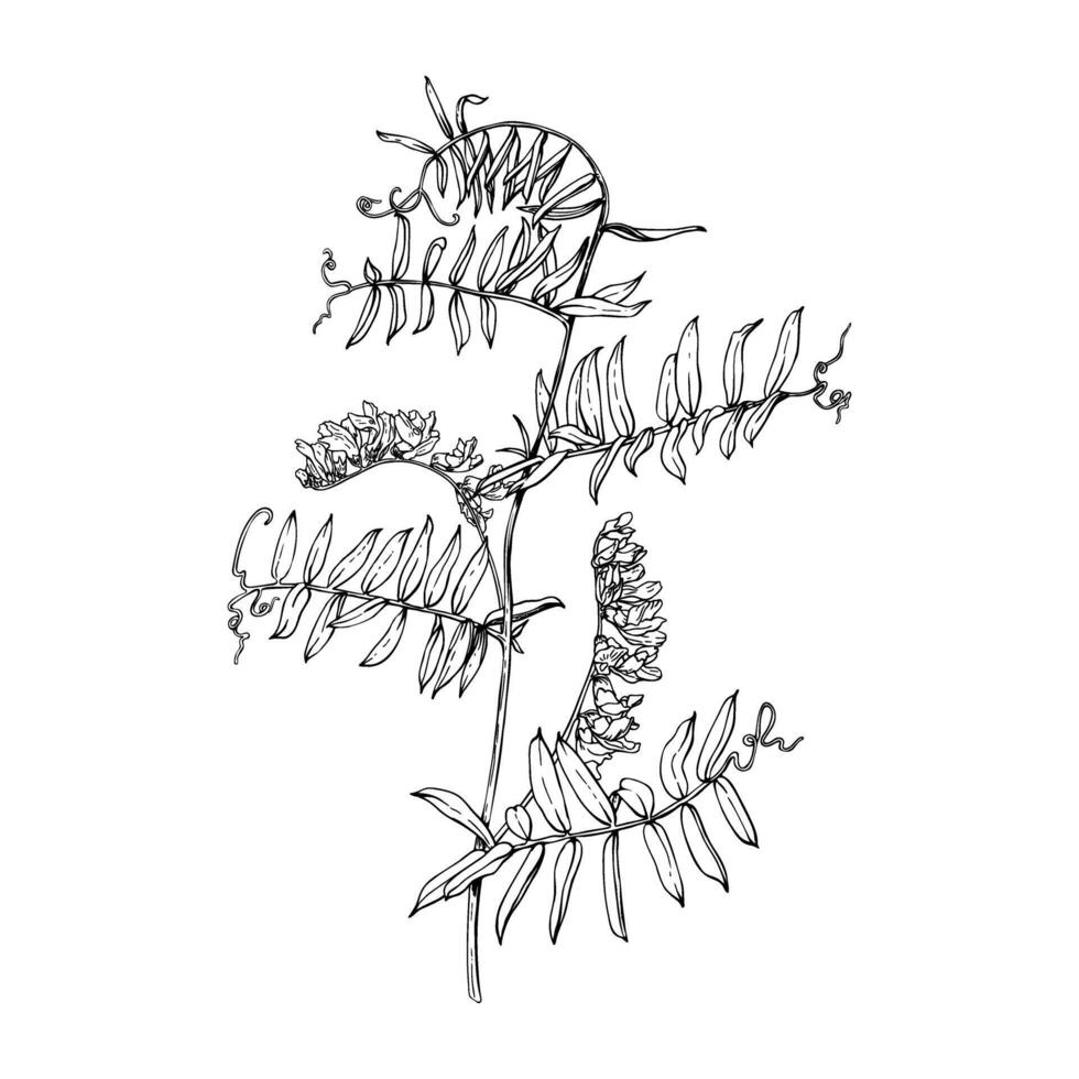 Branch of flowering plant vetch. Hand drawn illustration isolated on white background. Sketch in line art style painted by black inks. For clip art, banner, cards, invitation, package vector