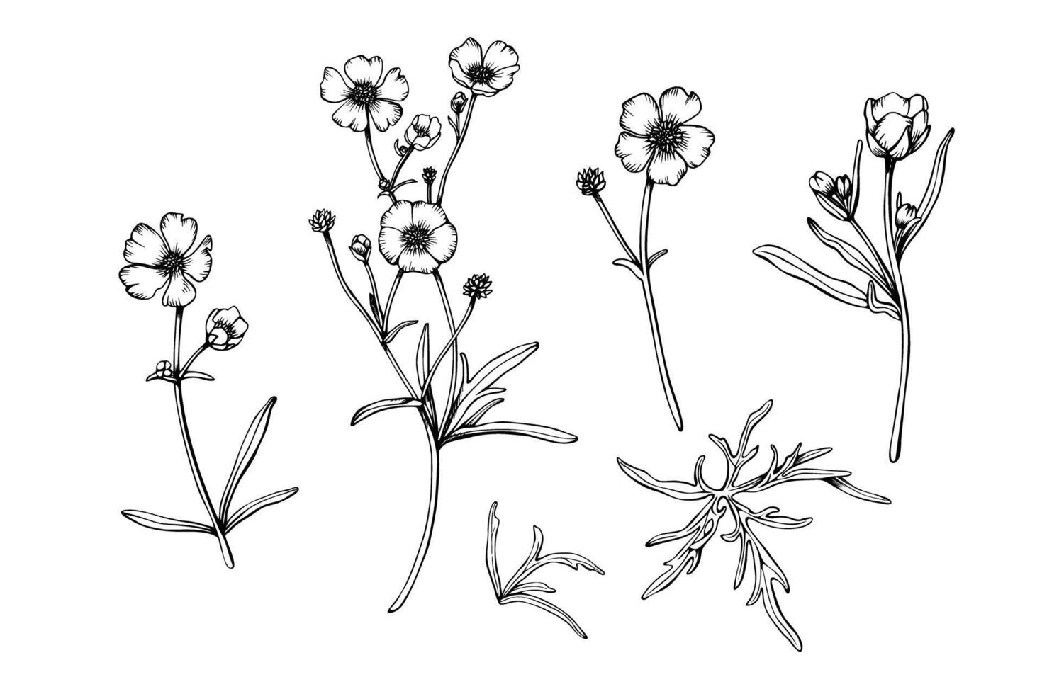 Set of wild flower buttercup blooms and leaves. Hand drawn illustration. Botanical contour drawing. Sketch in black line on white isolated background. For clip art, cards, package vector