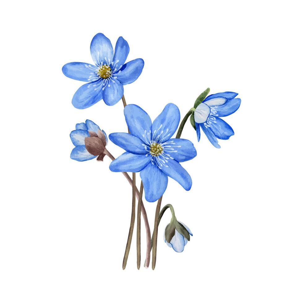 Bouquet of blue spring flowers anemone hepatica, liverwort. Hand drawn botanical illustration. Composition isolated on white background. For clip art, cards, invitation, label, package. vector