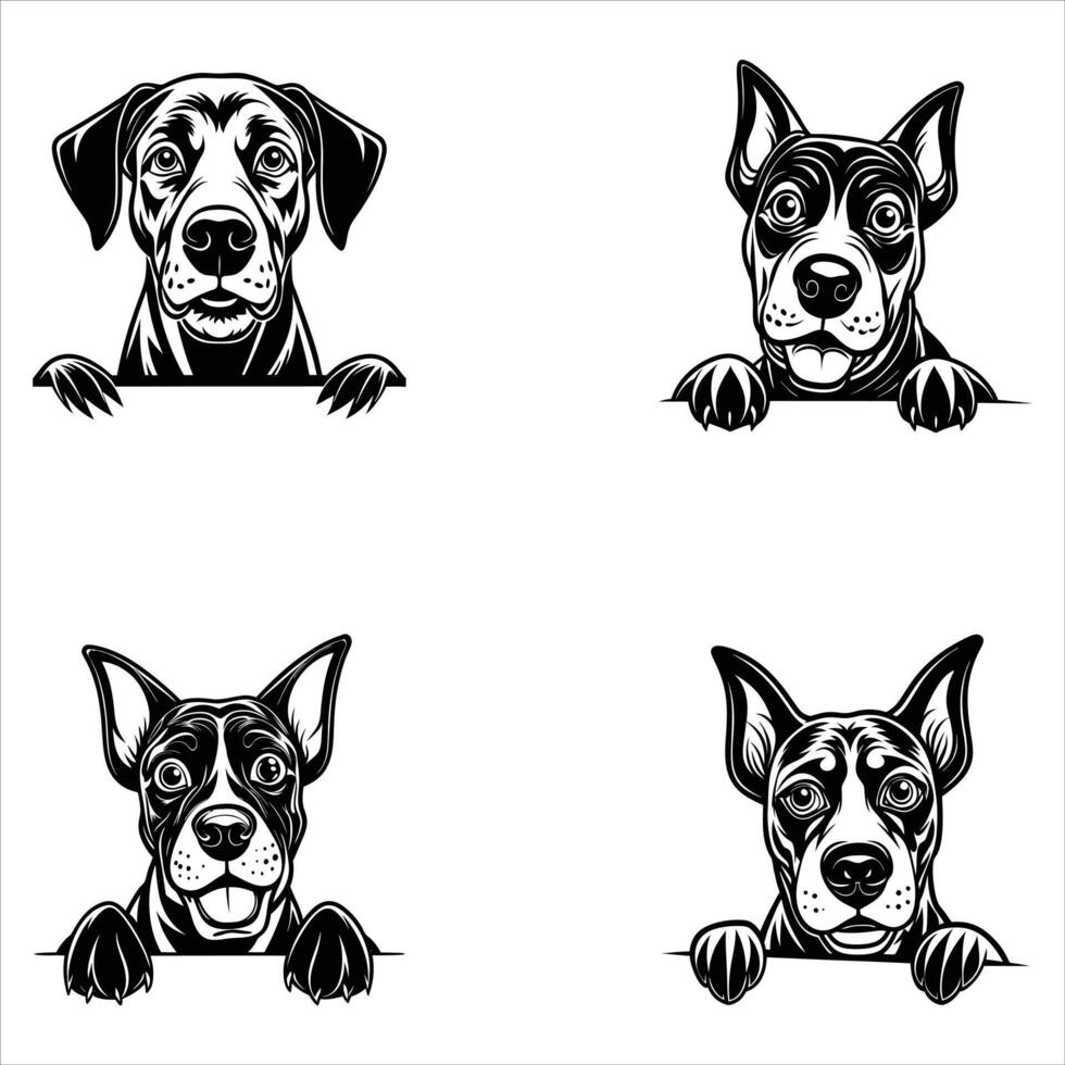Peeking Great Dane Dog vector
