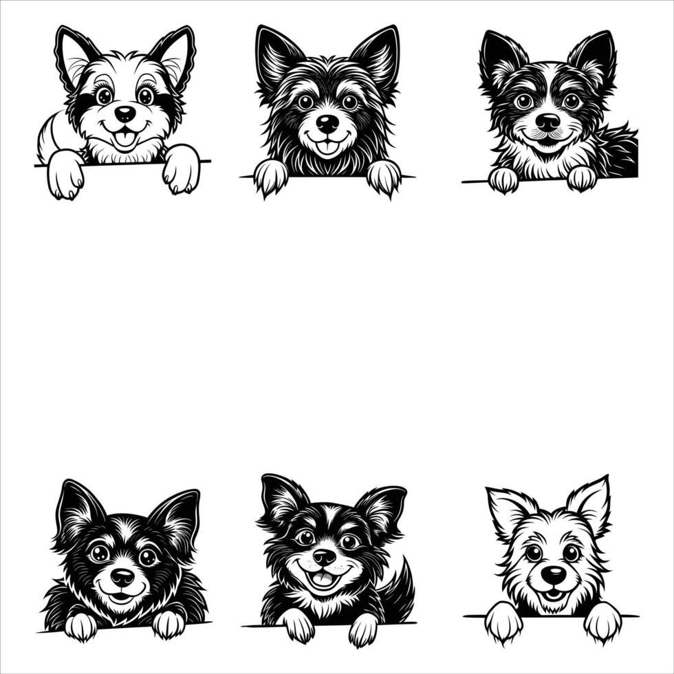Norrbottenspets Dog Breed vector
