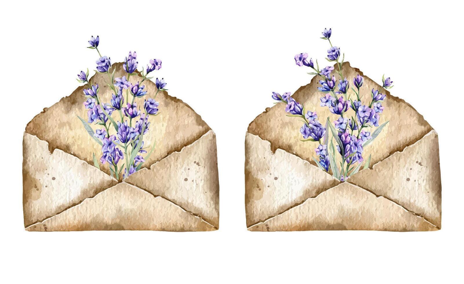 Lavender with Envelope Watercolor Illustration. Hand Drawn Lavender Branches Isolated. Lavender flower background. Watercolor Painting of Lavender. Purple Flowers Watercolor. vector