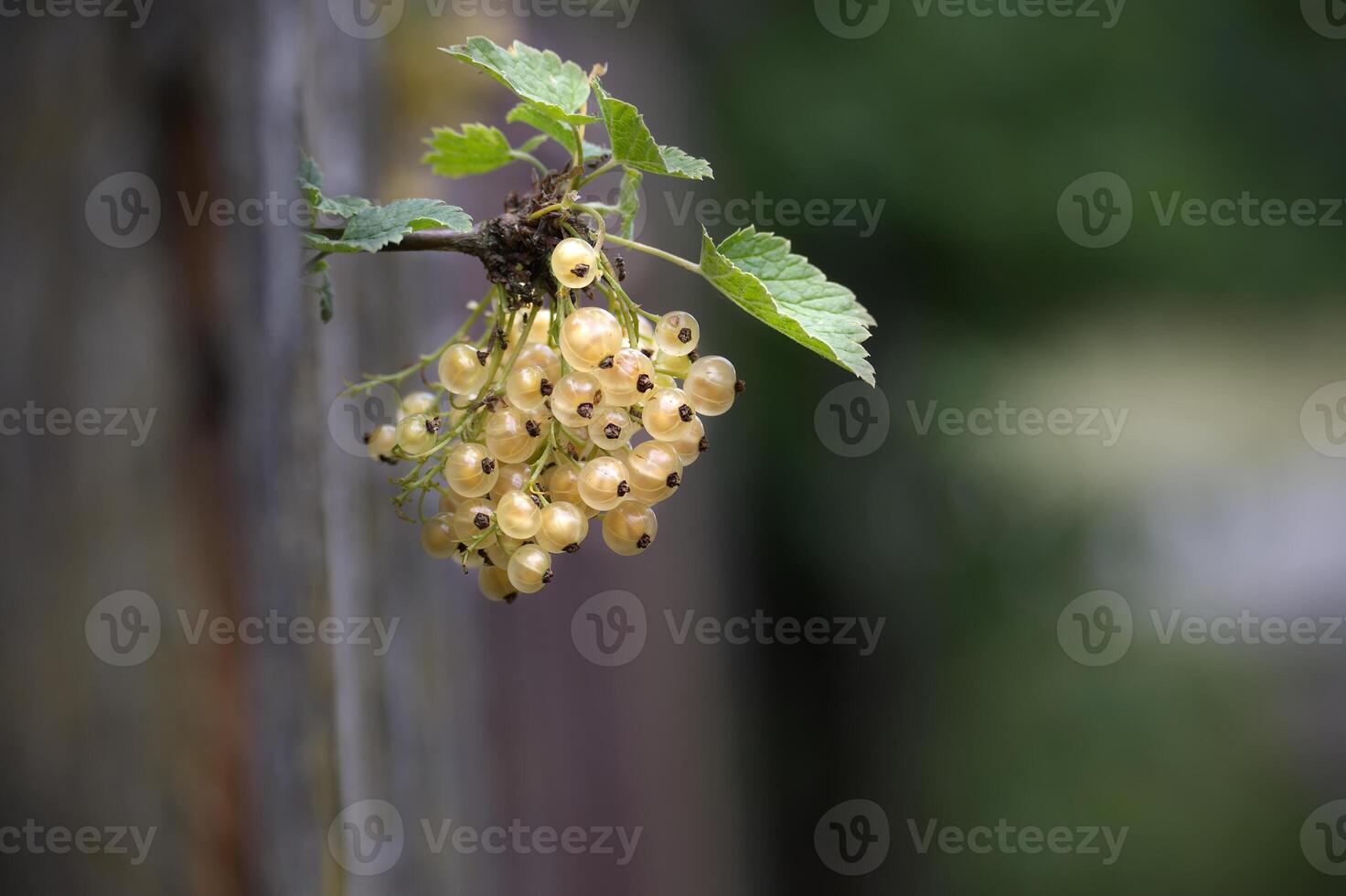 Bunch of white currants growing on branch photo