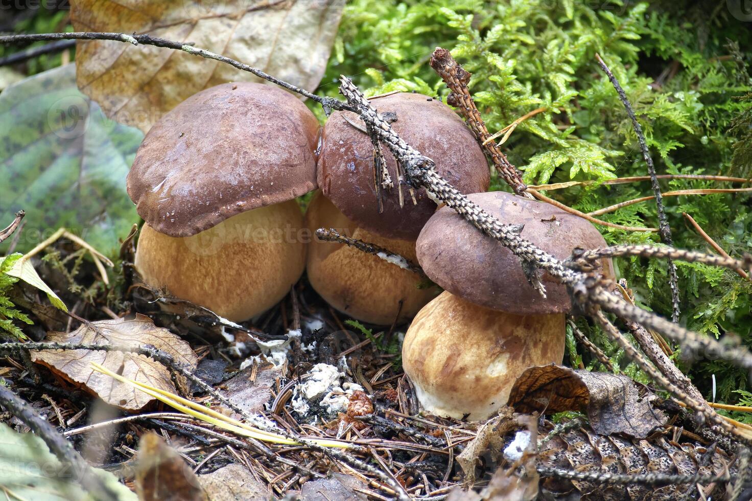 Wild Pine Bolete Mushrooms Growing in Lush Green Forest Environment photo
