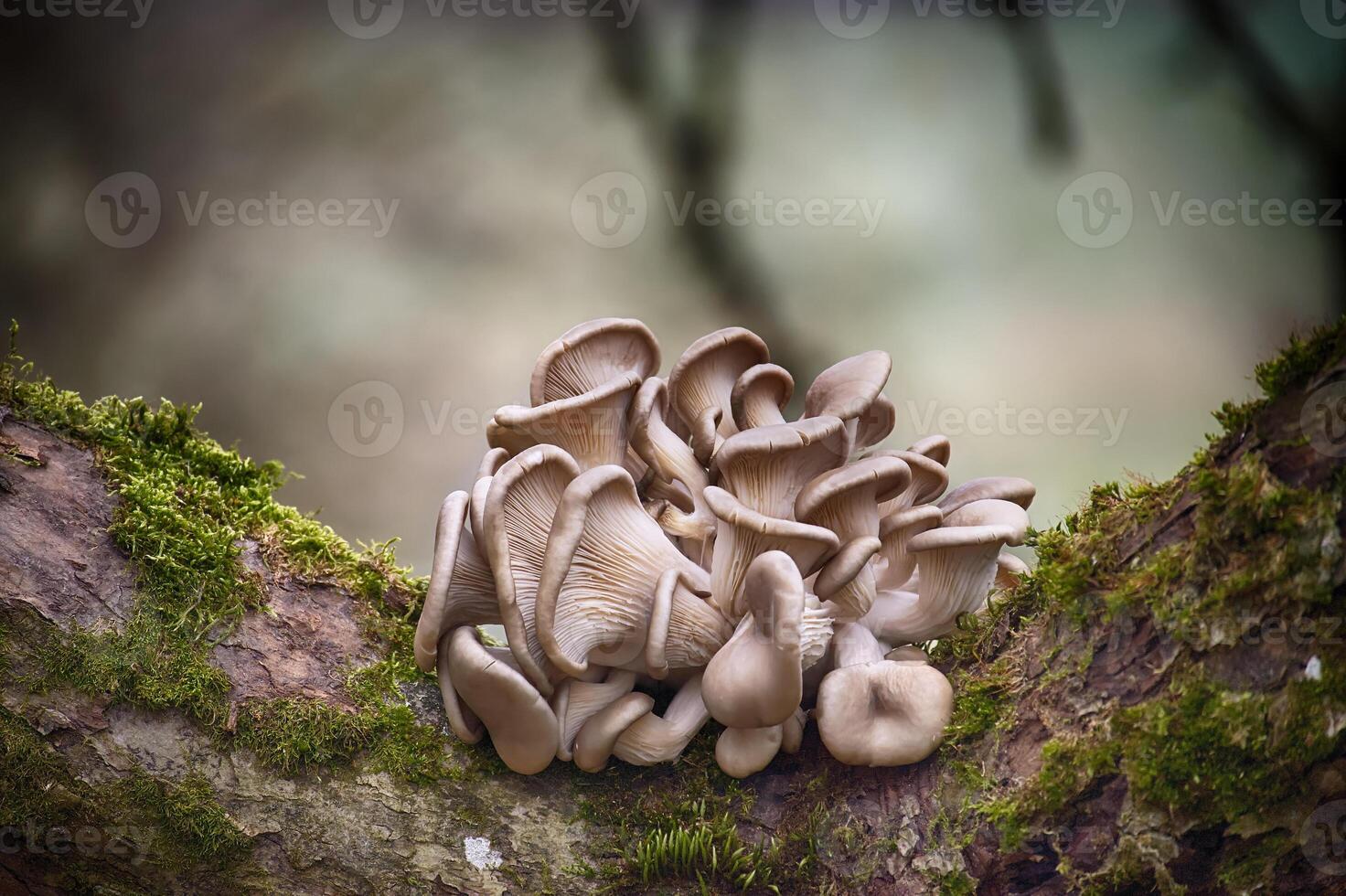 Oyster mushrooms growing on mossy tree branch in forest photo