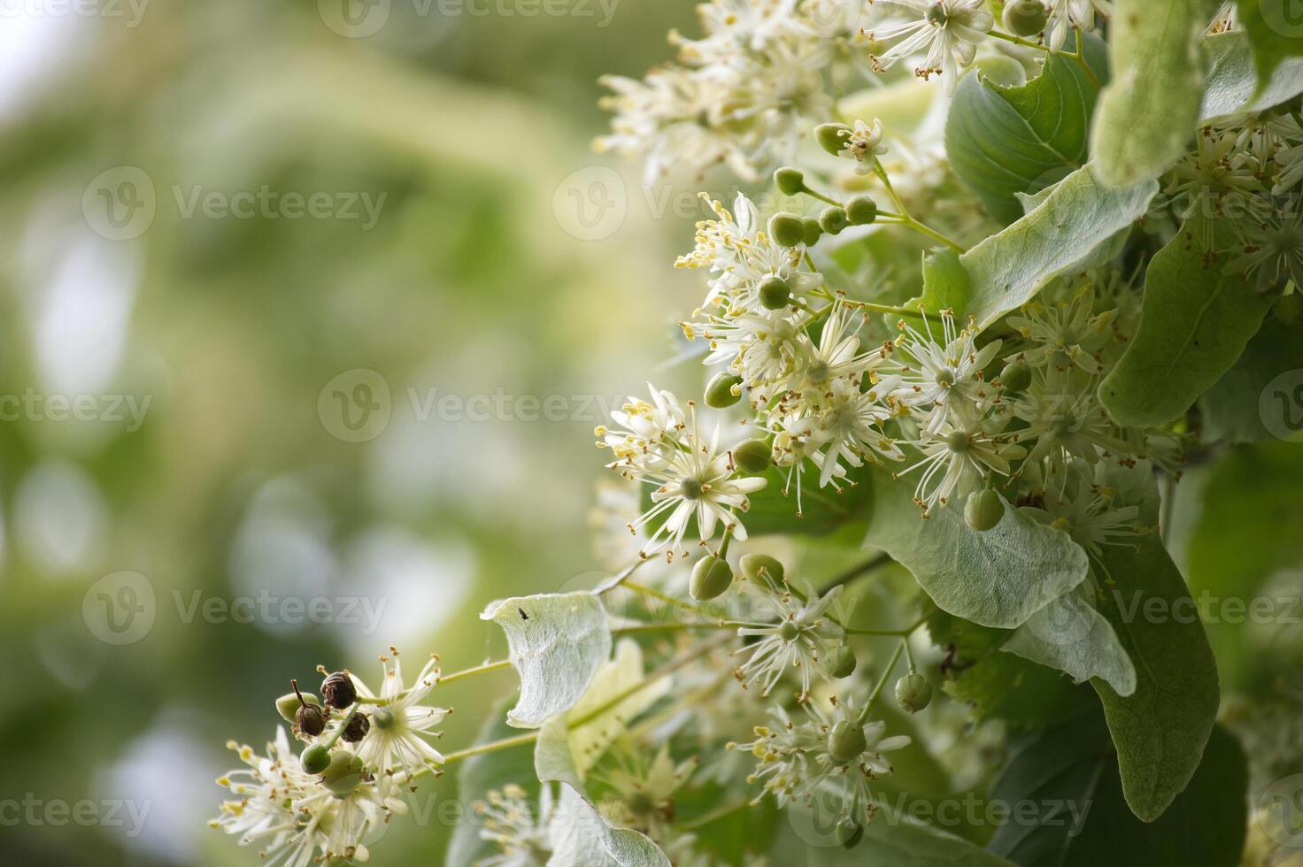 Small leaved linden blooming in spring with blurred background photo