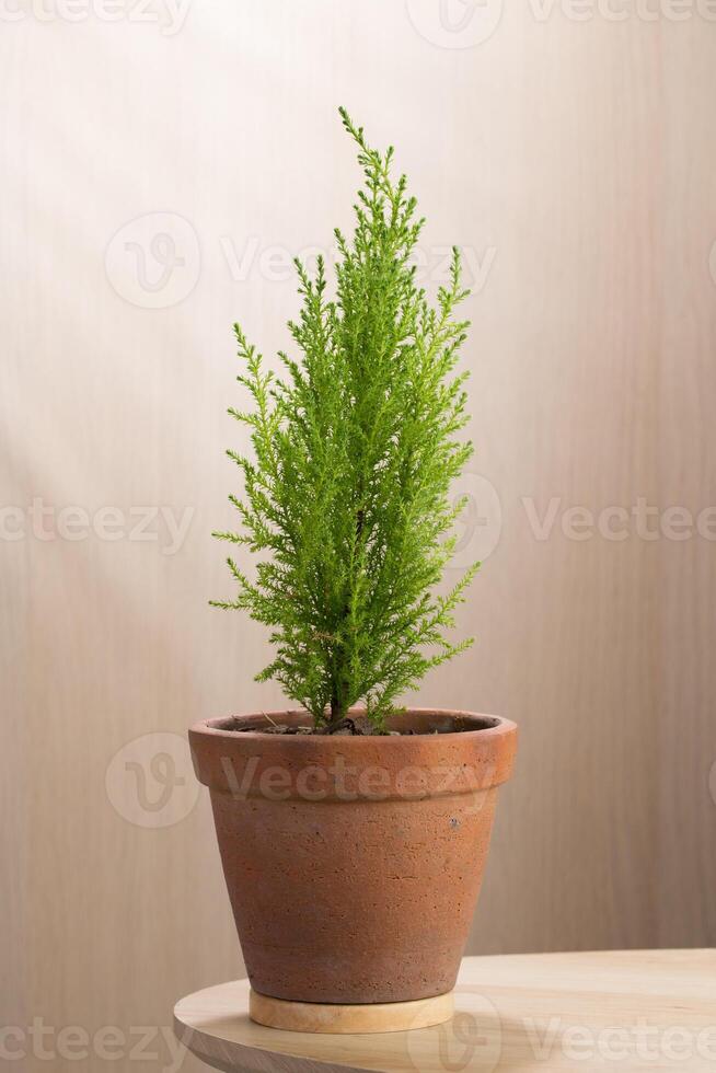 Cupressus macrocarpa Goldcrest, Monterey Cypress or Lemon cypress. photo