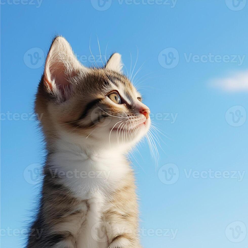 Kitten looking up on blue sky backgrounds photo