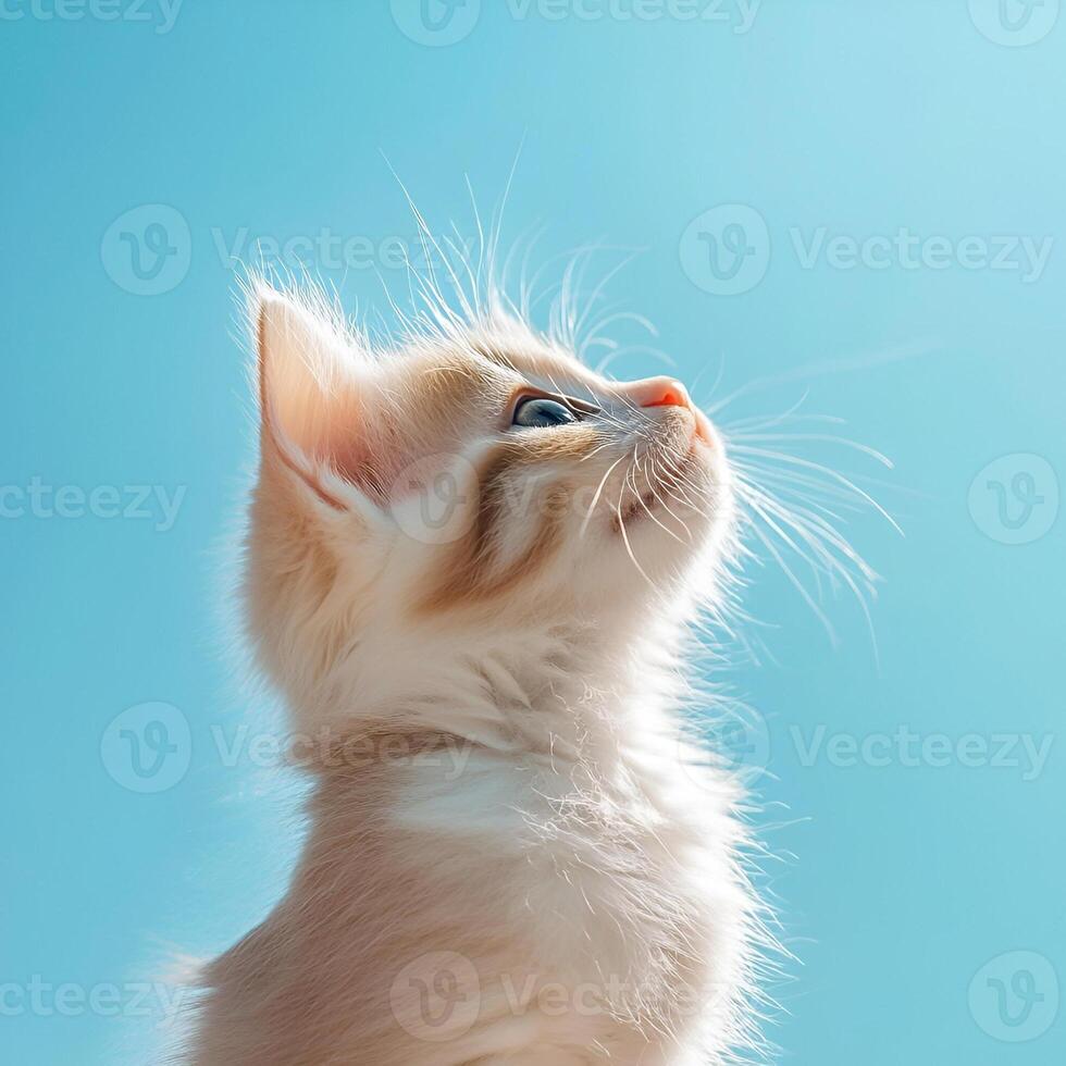 Ginger kitten on blue sky backgrounds photo