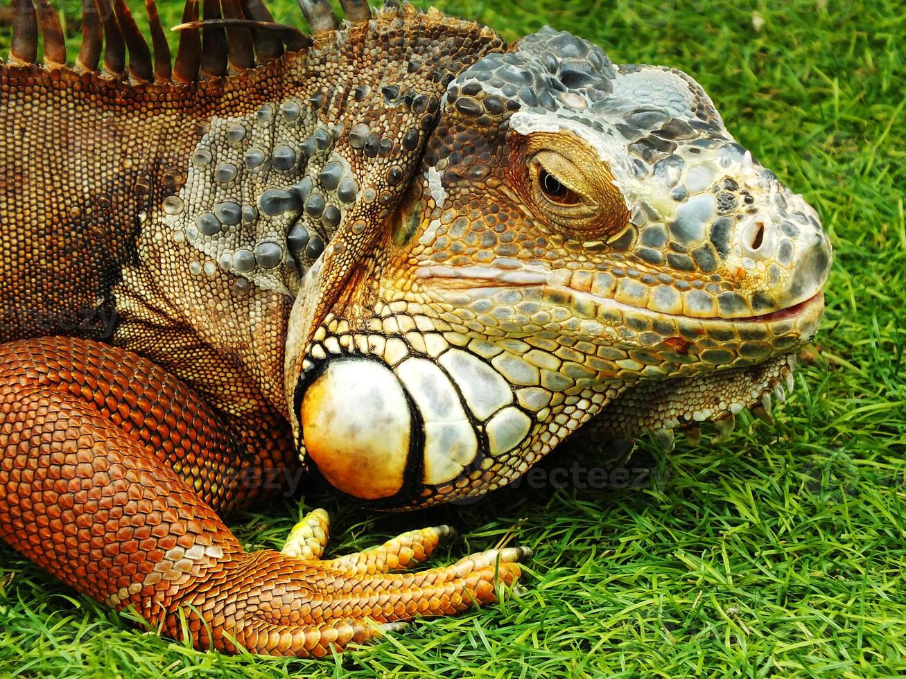 Close up of an Iguana Lizard laying on the grass with its mouth open. The lizard has a brown and white pattern on its face photo