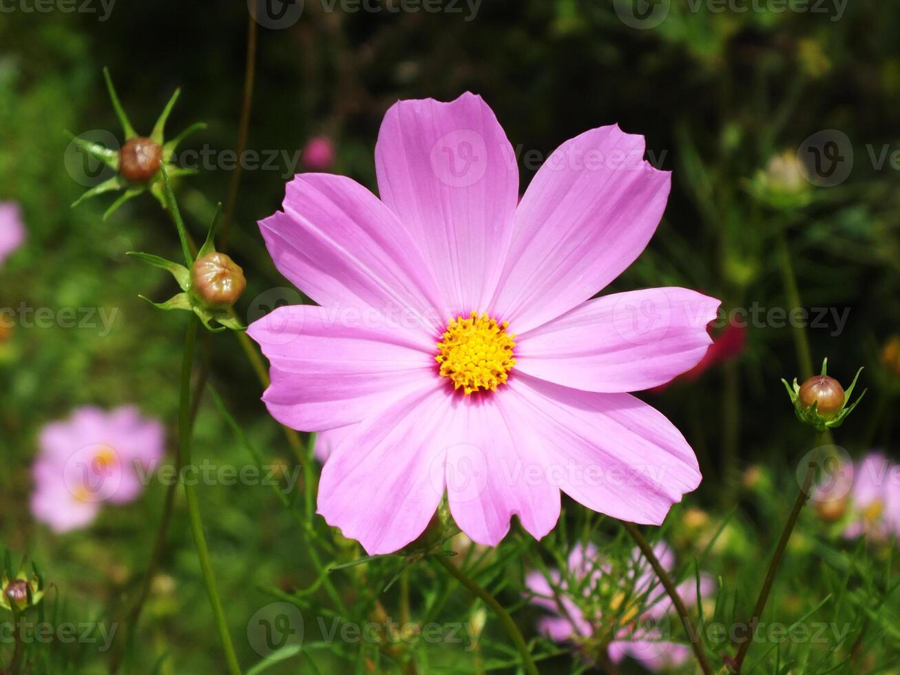 Pink flower with yellow center is in a field of green grass. The flower is the main focus of the image, and it stands out against the green background photo