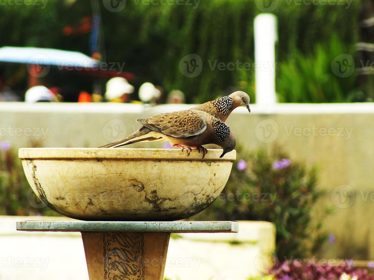Two wild turtle doves are on a drinking place at open space in a city park, on a sunny day. The birds perched on the edge of the bird bath photo