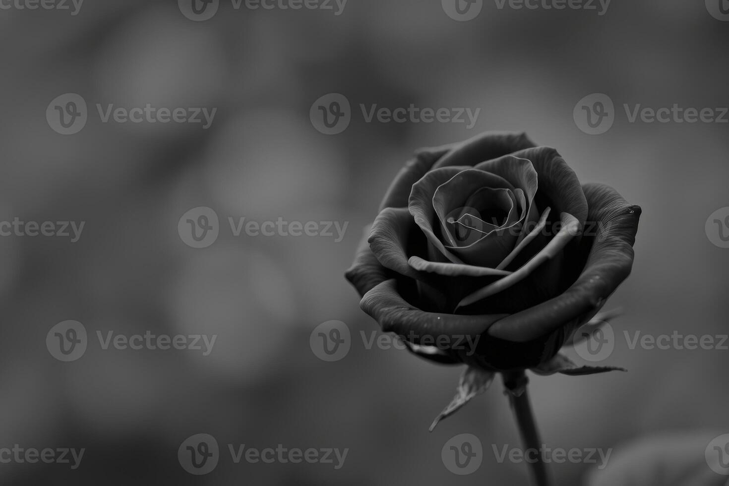 Close Up of a Black Rose with Soft Petals and Elegant Details in Monochrome Creating a Symbol of Love and Mystery photo