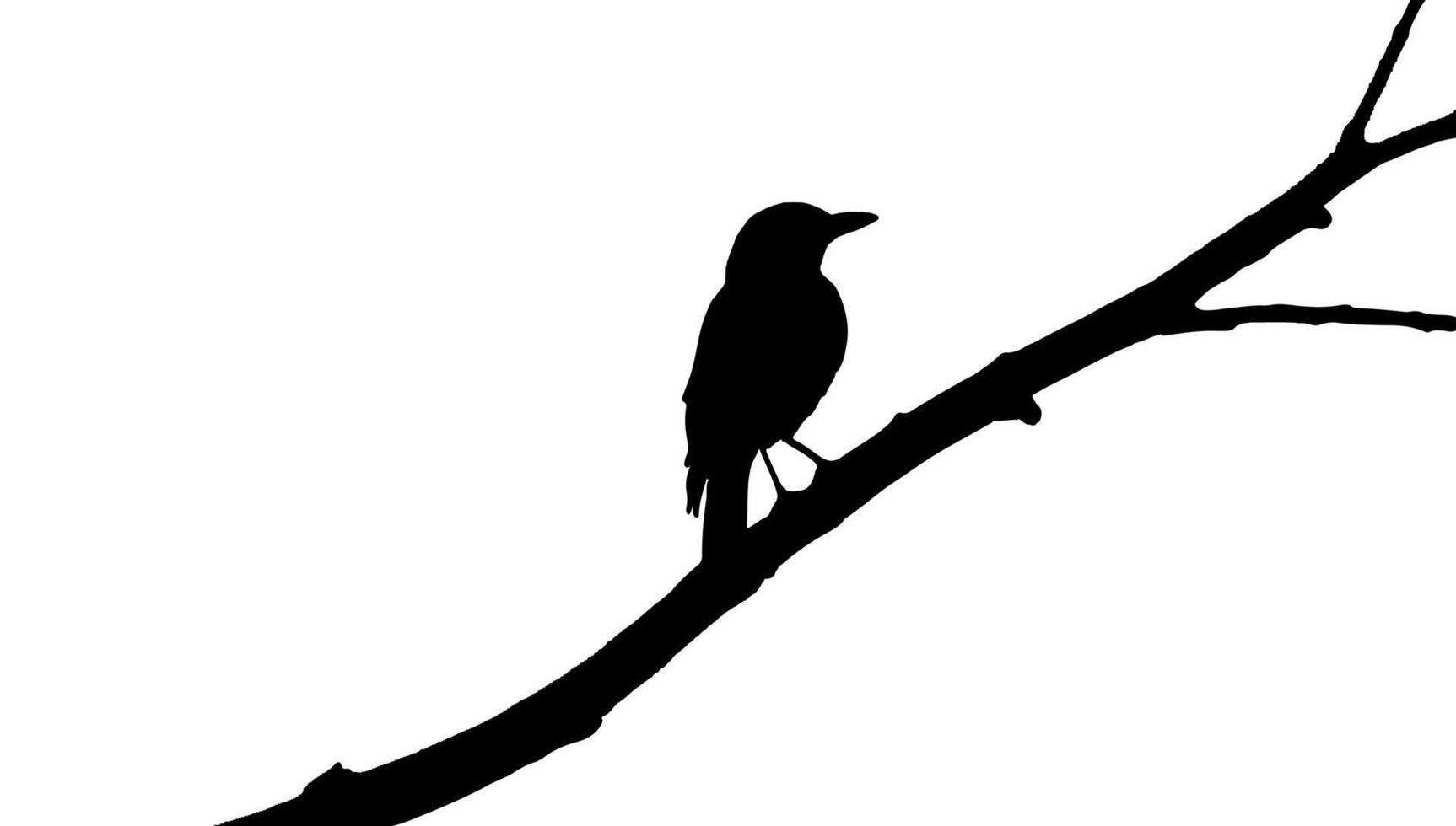 Bird on a branch silhouette illustration on white vector